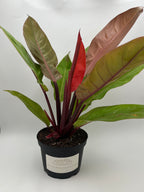 Prince of Orange Philodendron