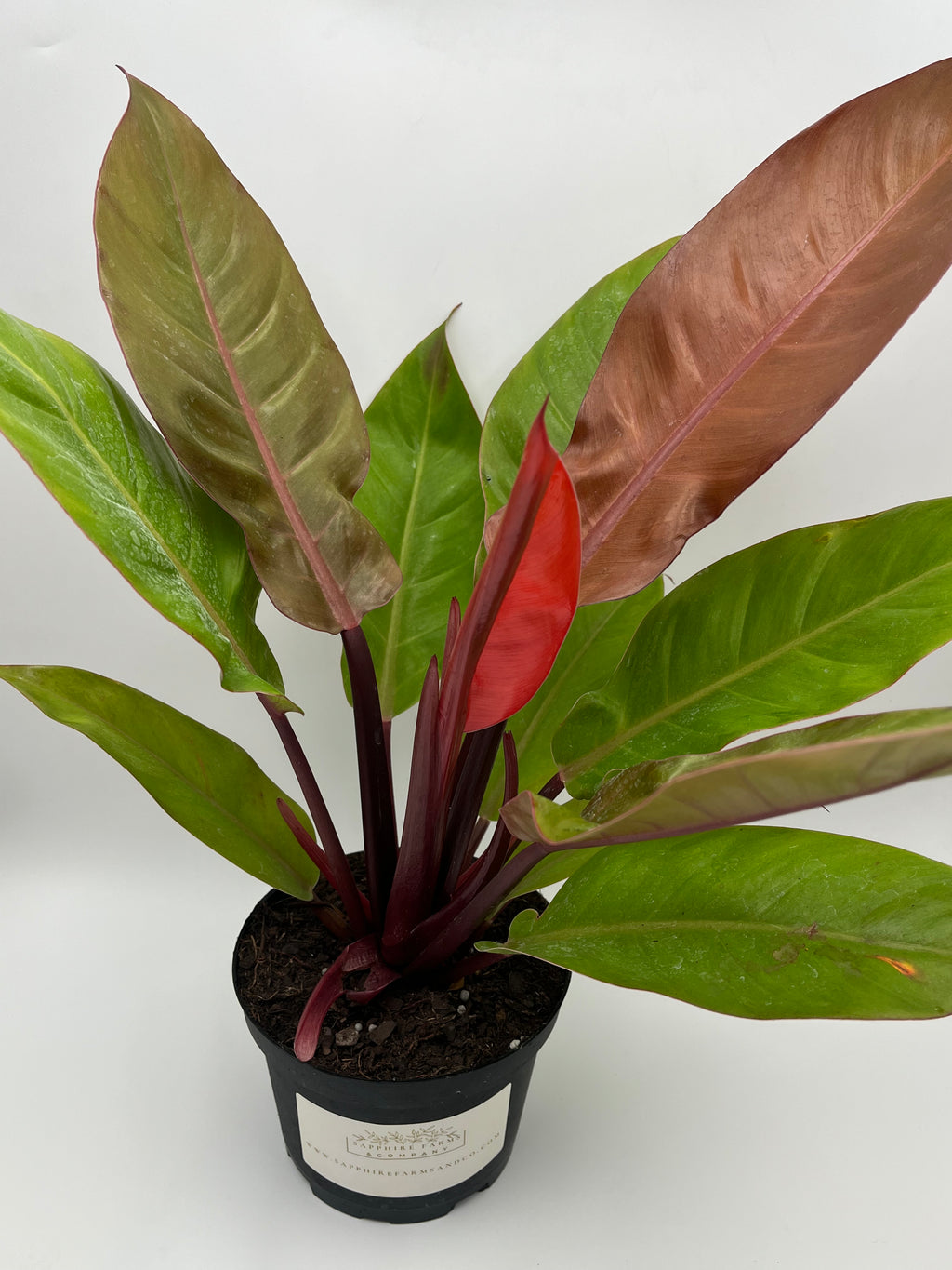 Prince of Orange Philodendron