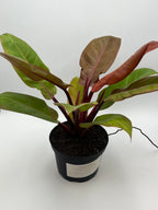 Prince of Orange Philodendron