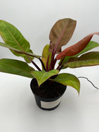Prince of Orange Philodendron