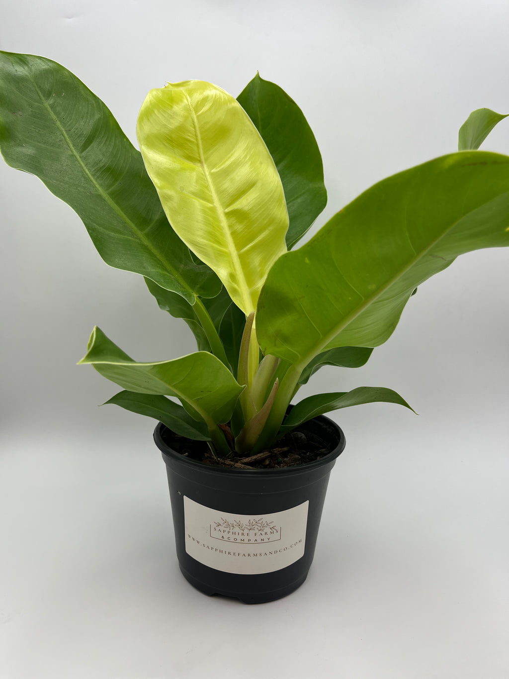 Moonlight Philodendron