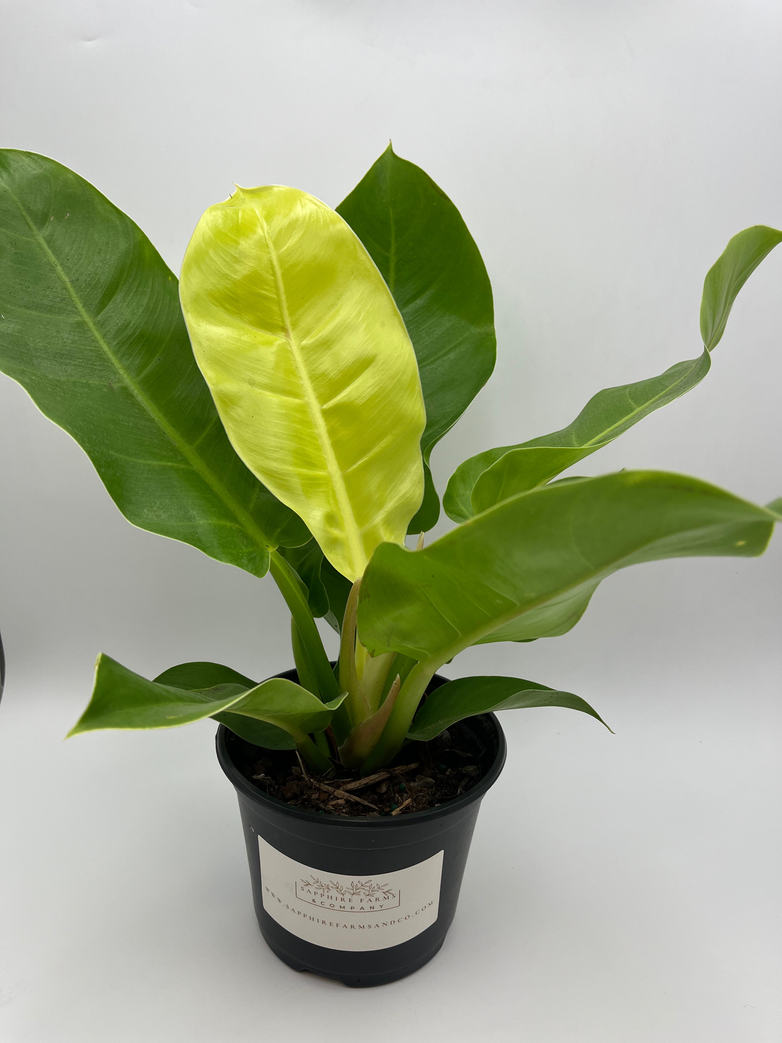 Moonlight Philodendron