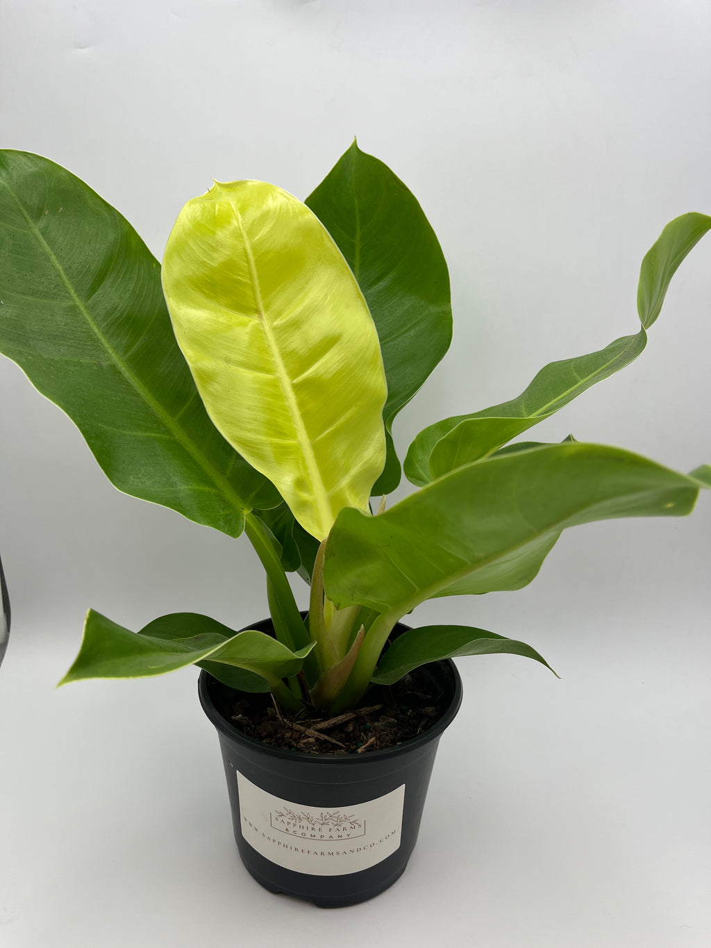 Moonlight Philodendron