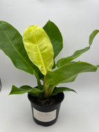 Moonlight Philodendron