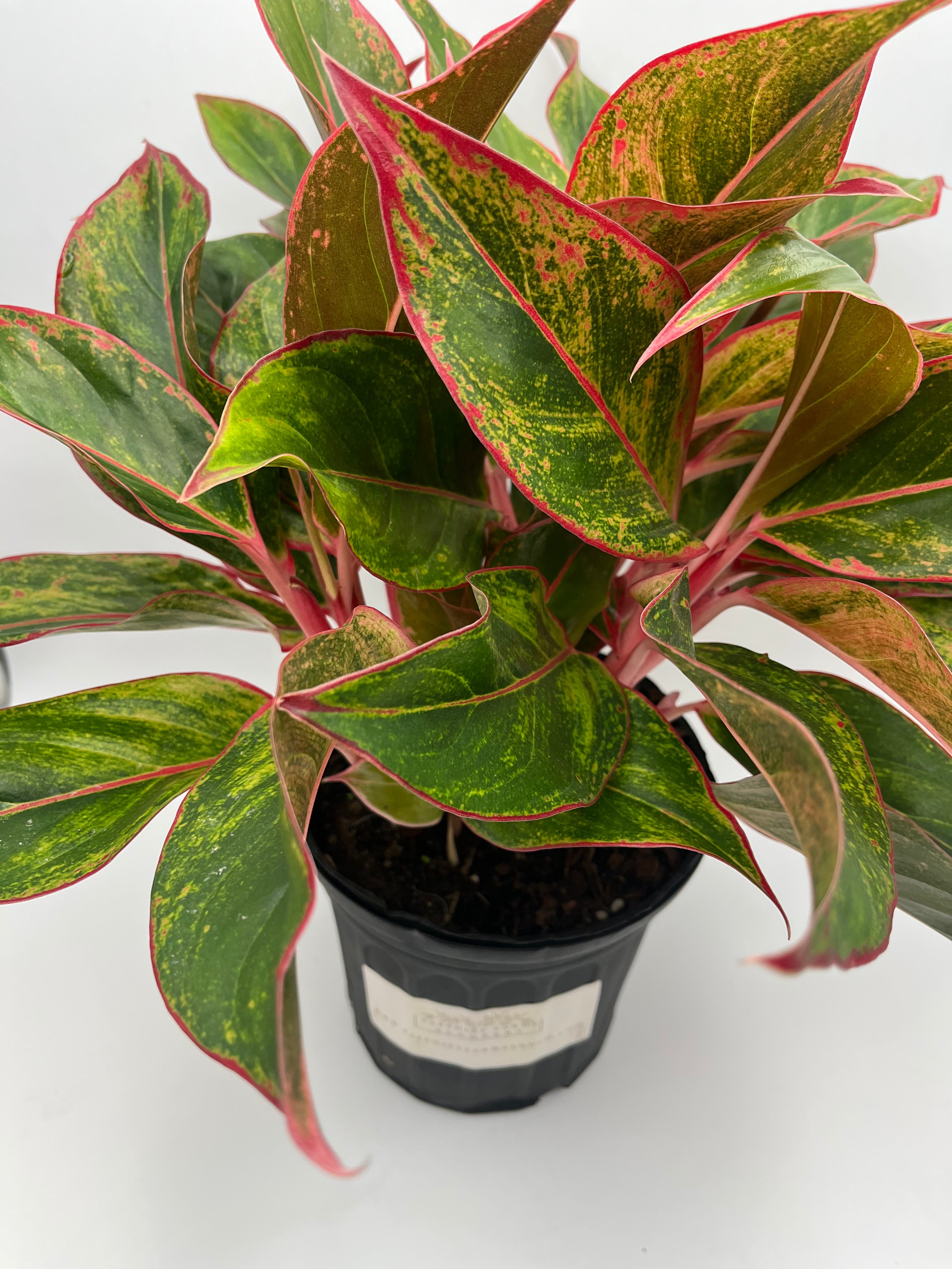 Jasper Jones Aglaonema