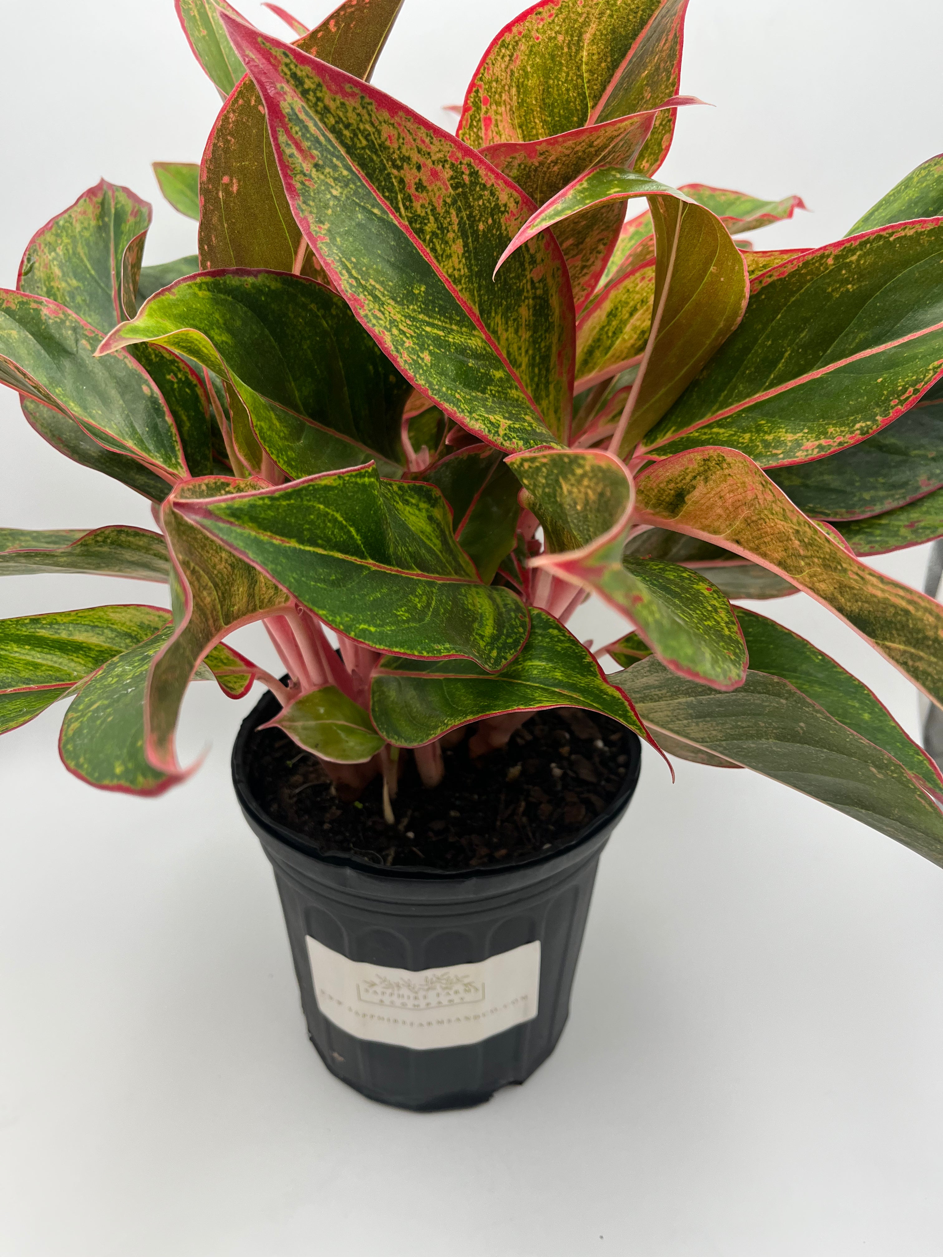 Jasper Jones Aglaonema