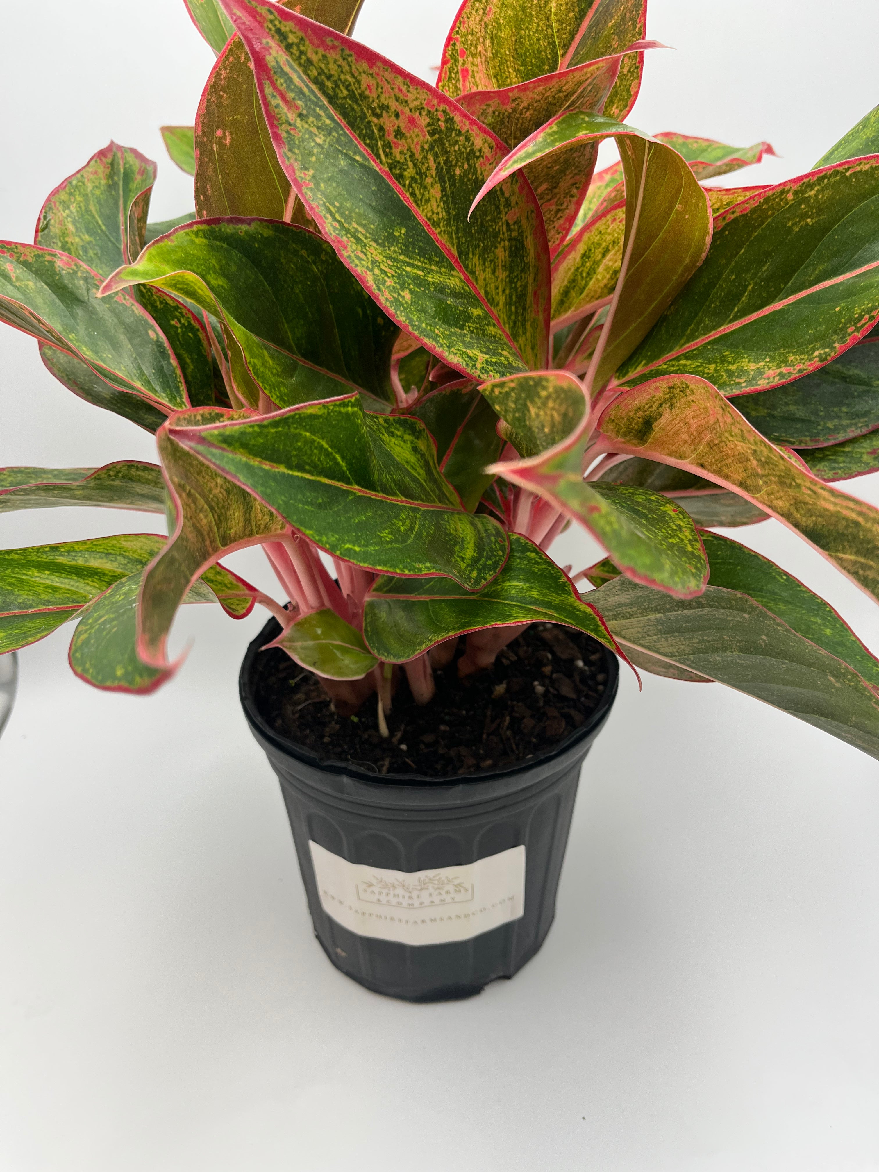 Jasper Jones Aglaonema