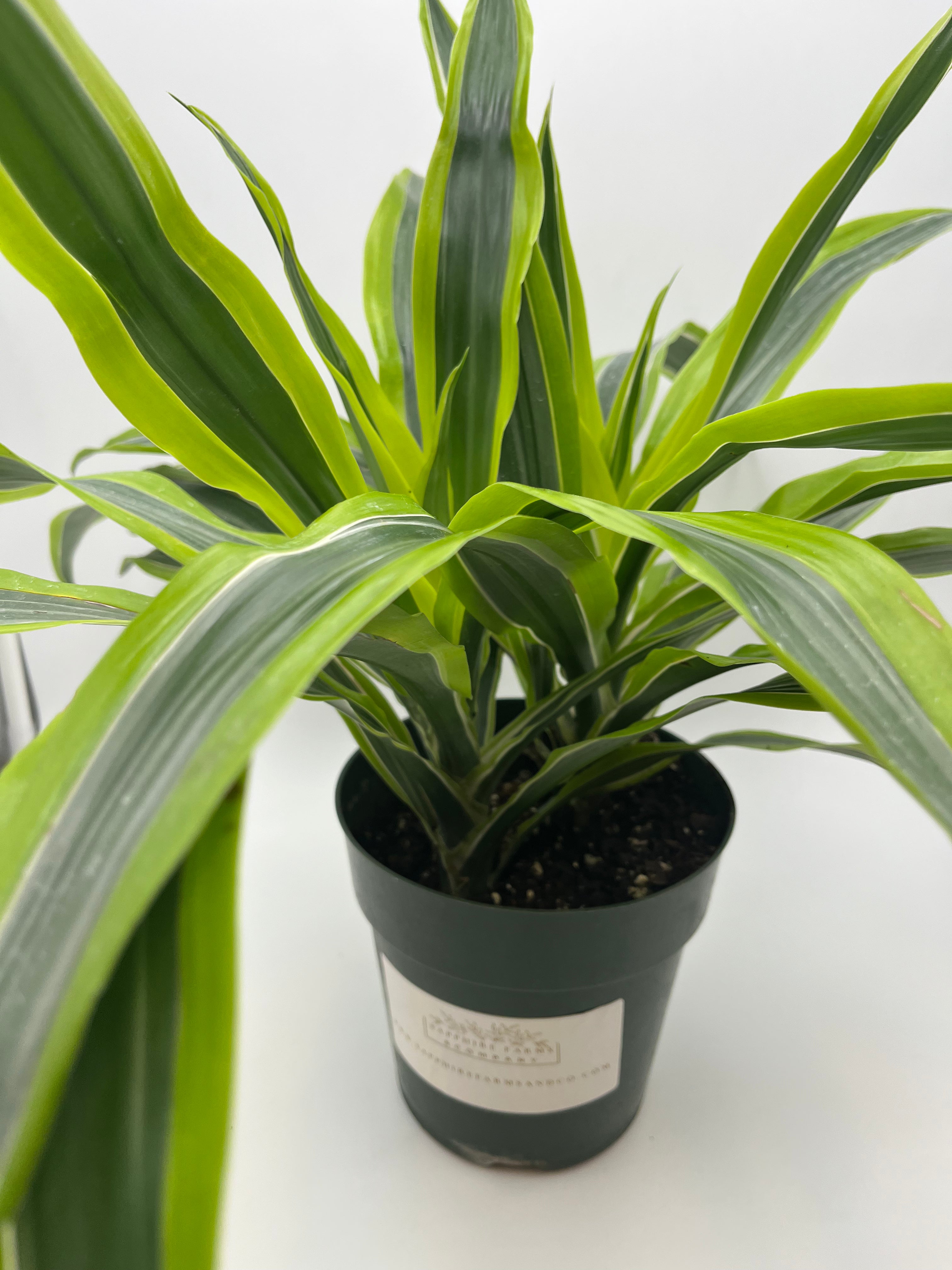 Dracaena Lemon Lime