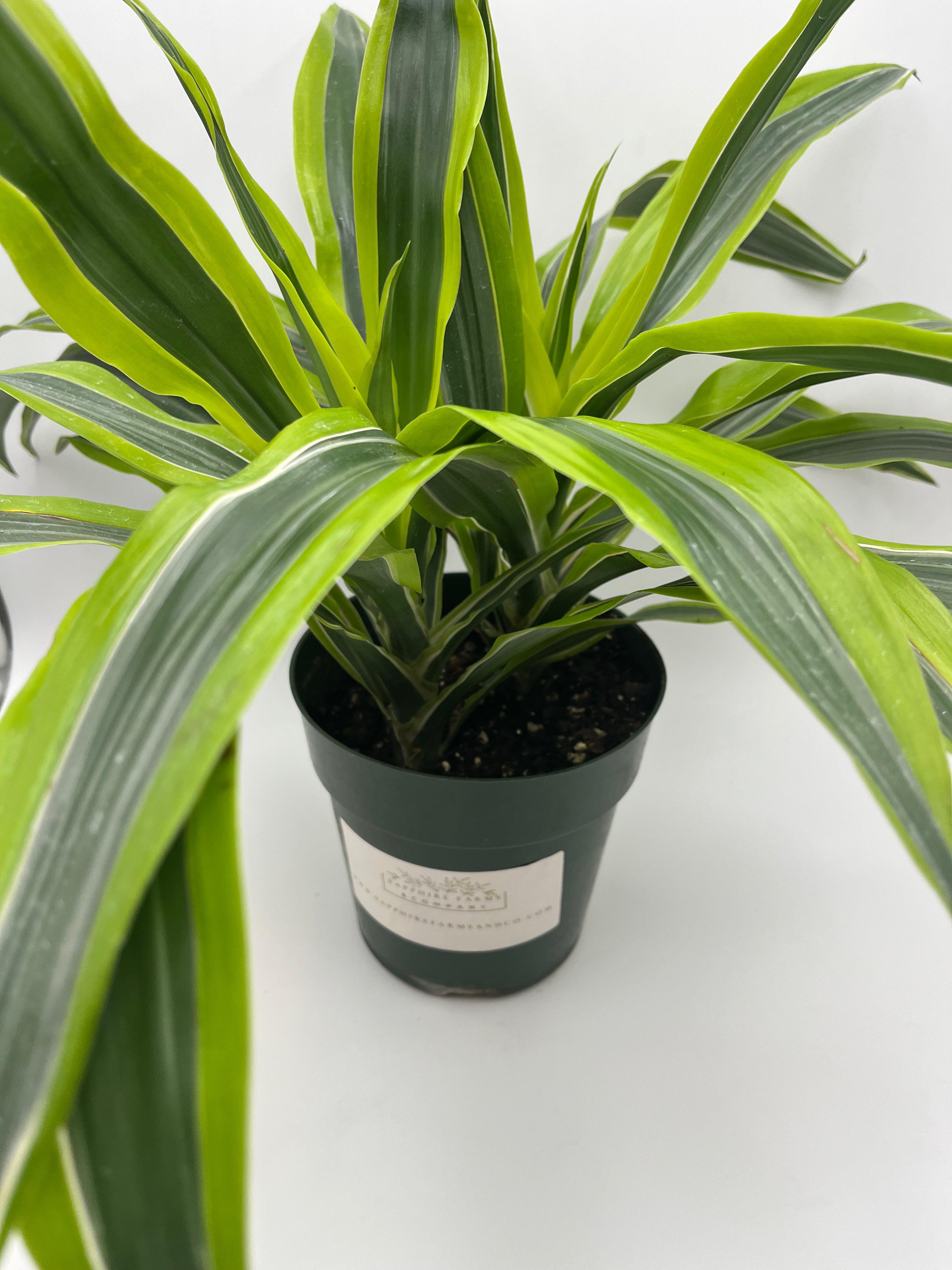 Dracaena Lemon Lime