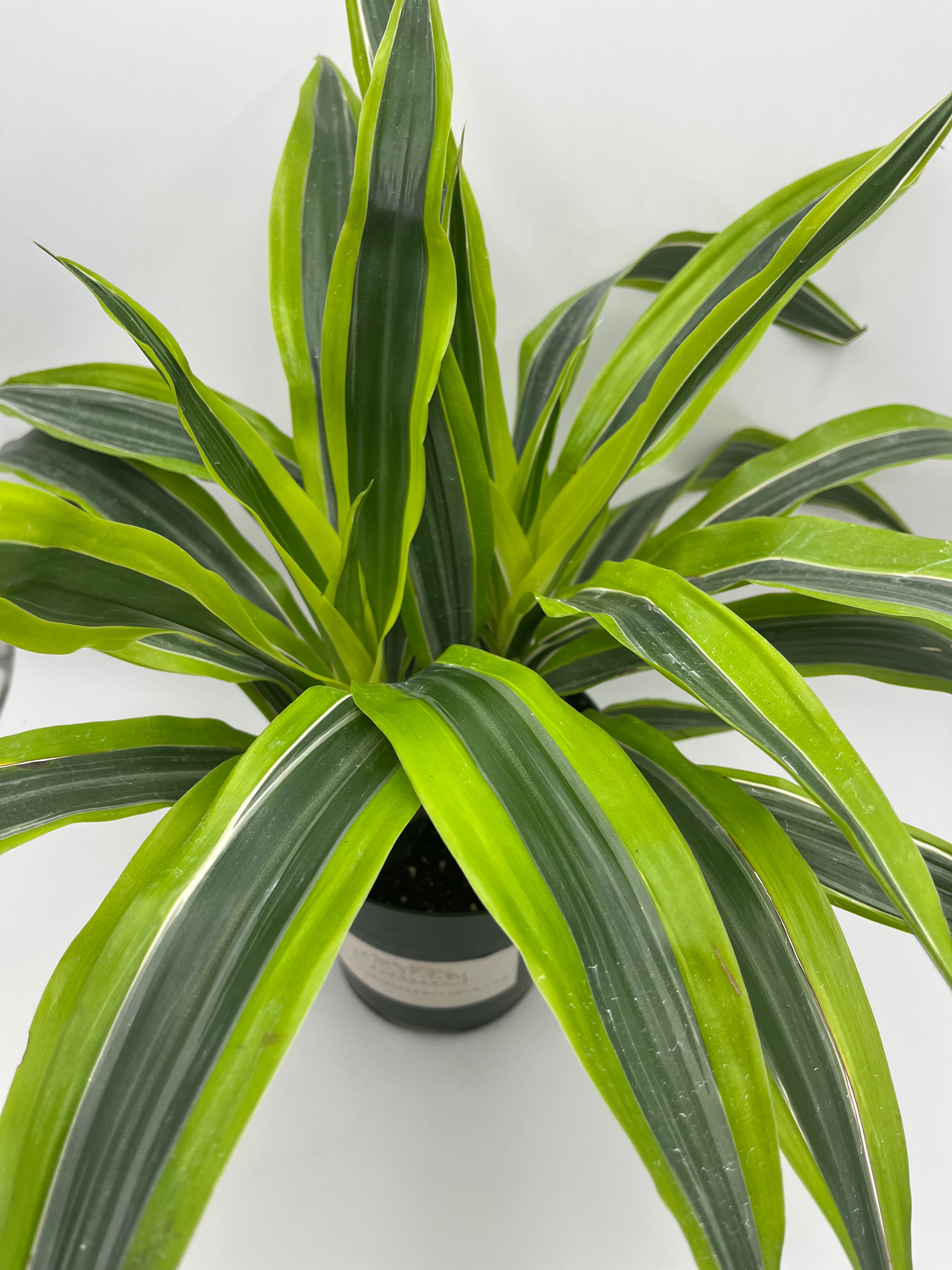 Dracaena Lemon Lime