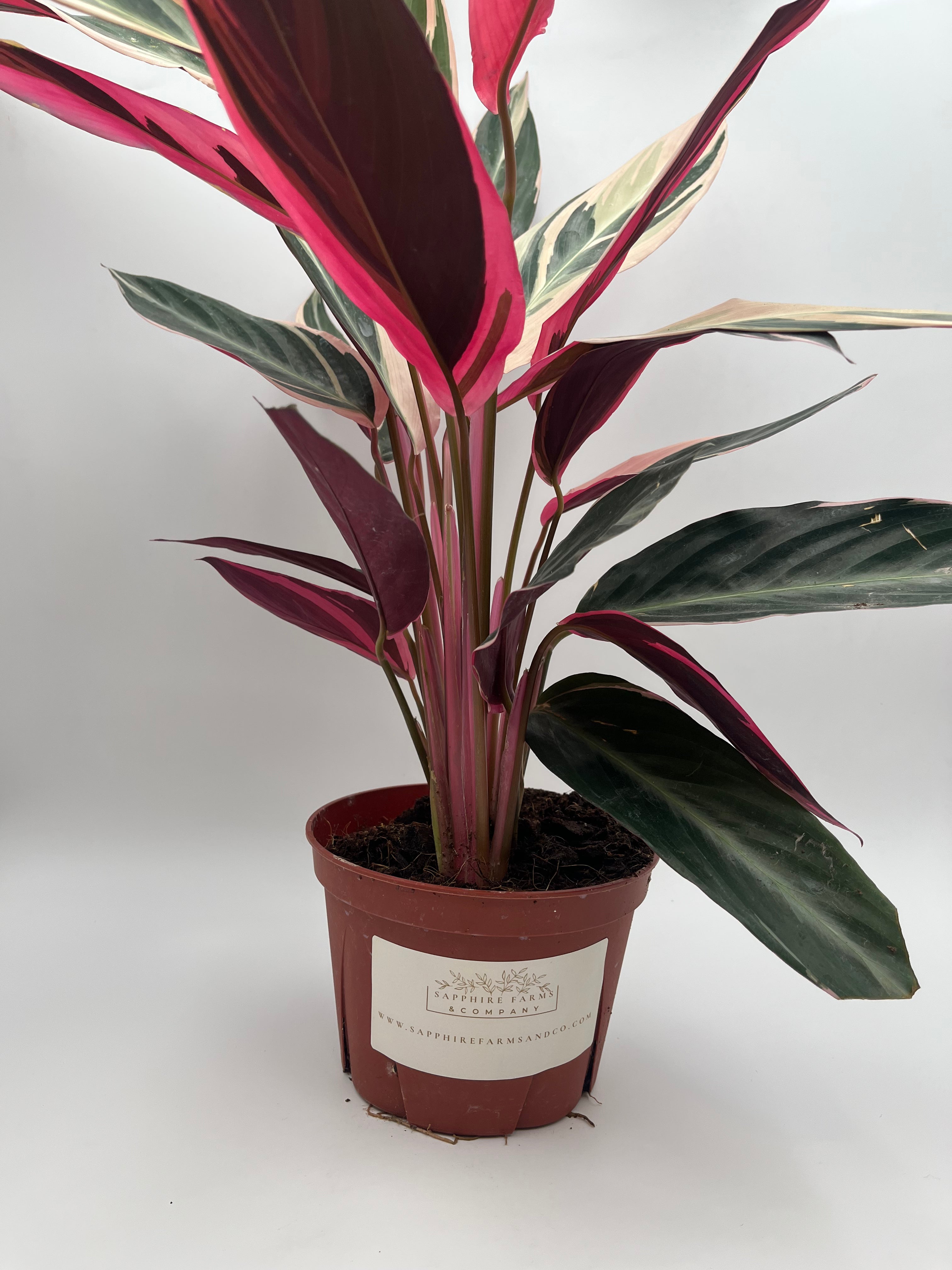 Stromanthe Tri-Color