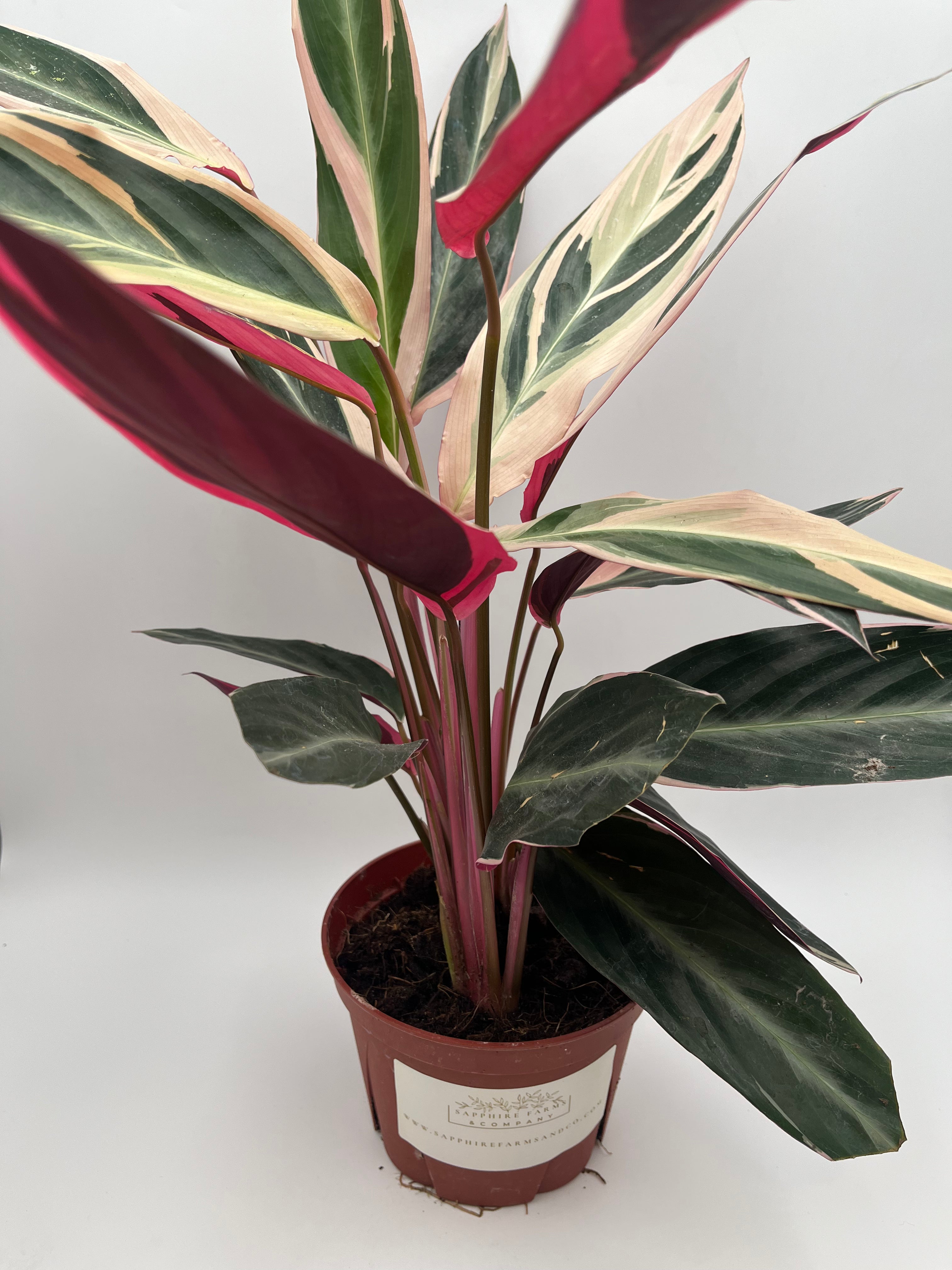 Stromanthe Tri-Color