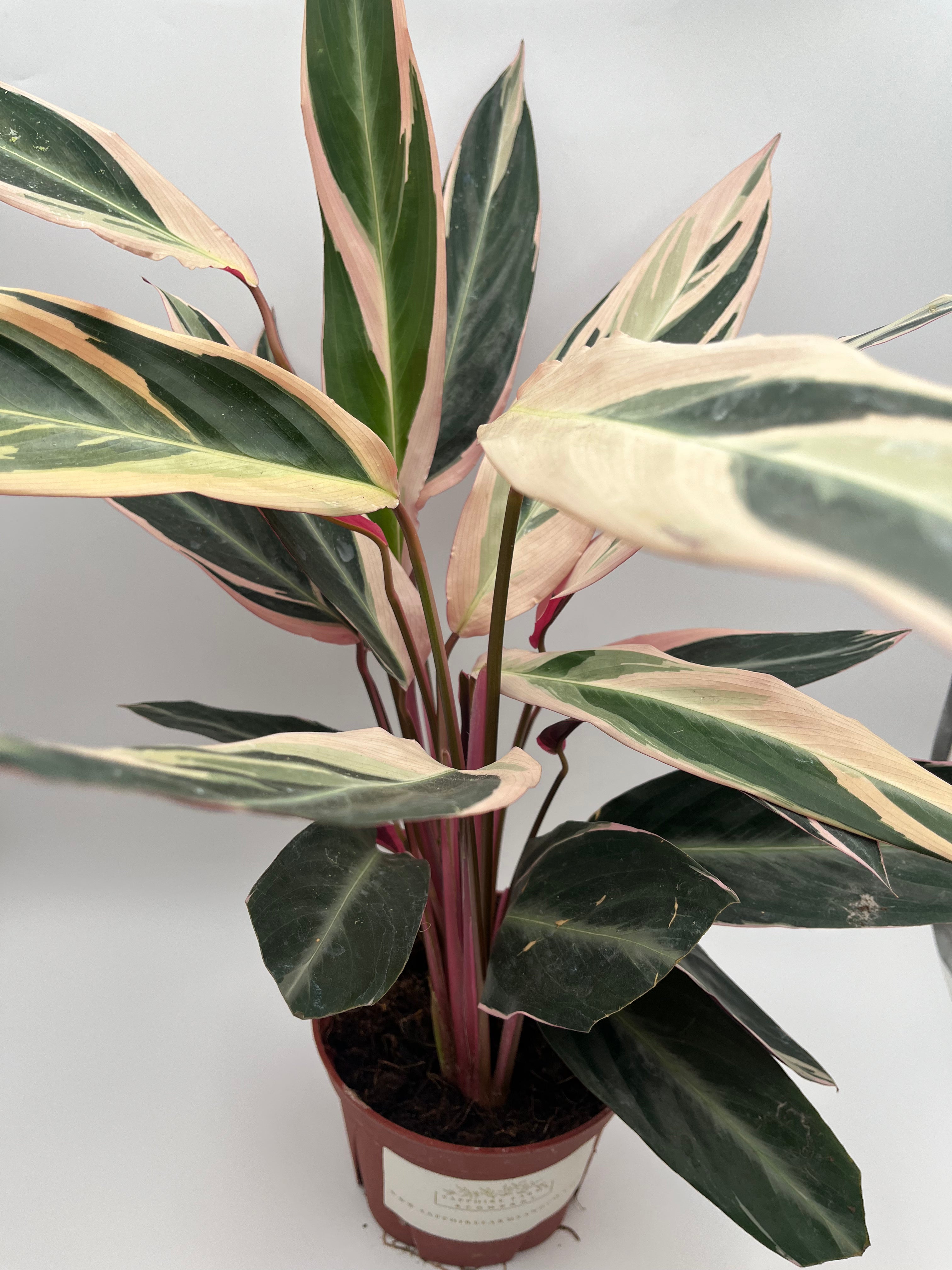 Stromanthe Tri-Color