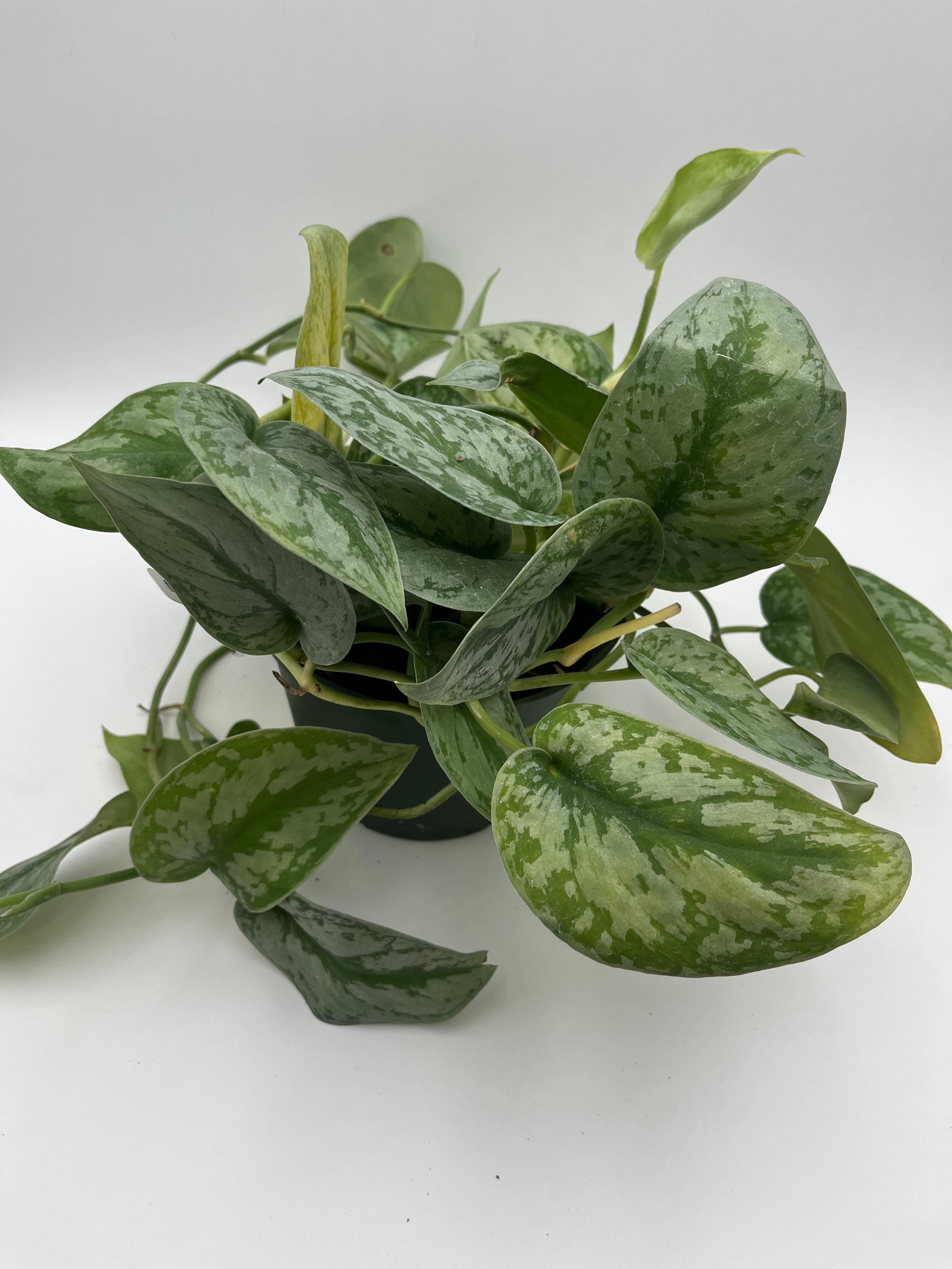 Silver Satin Philodendron