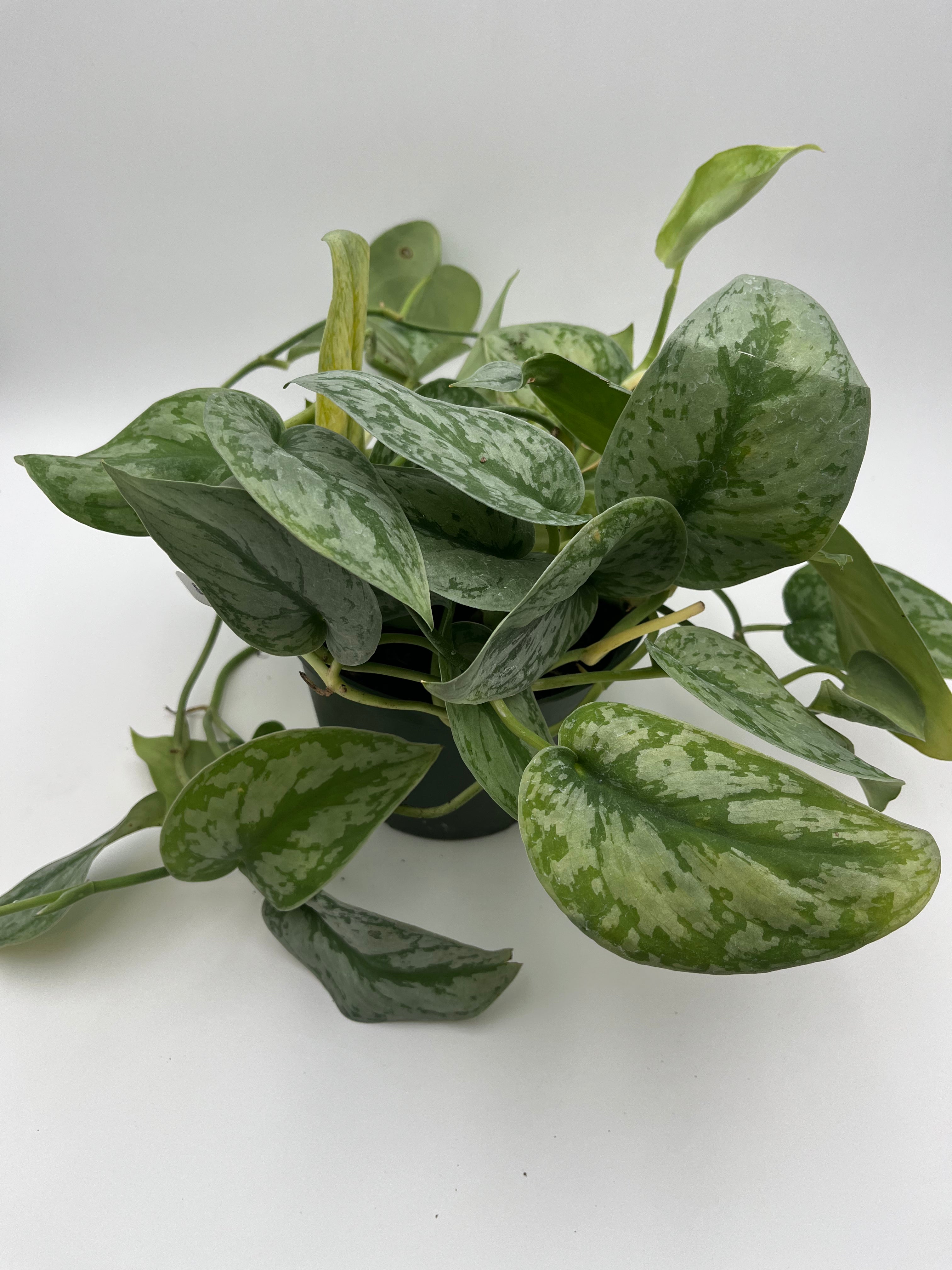 Silver Satin Philodendron