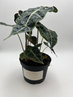Alocasia Polly