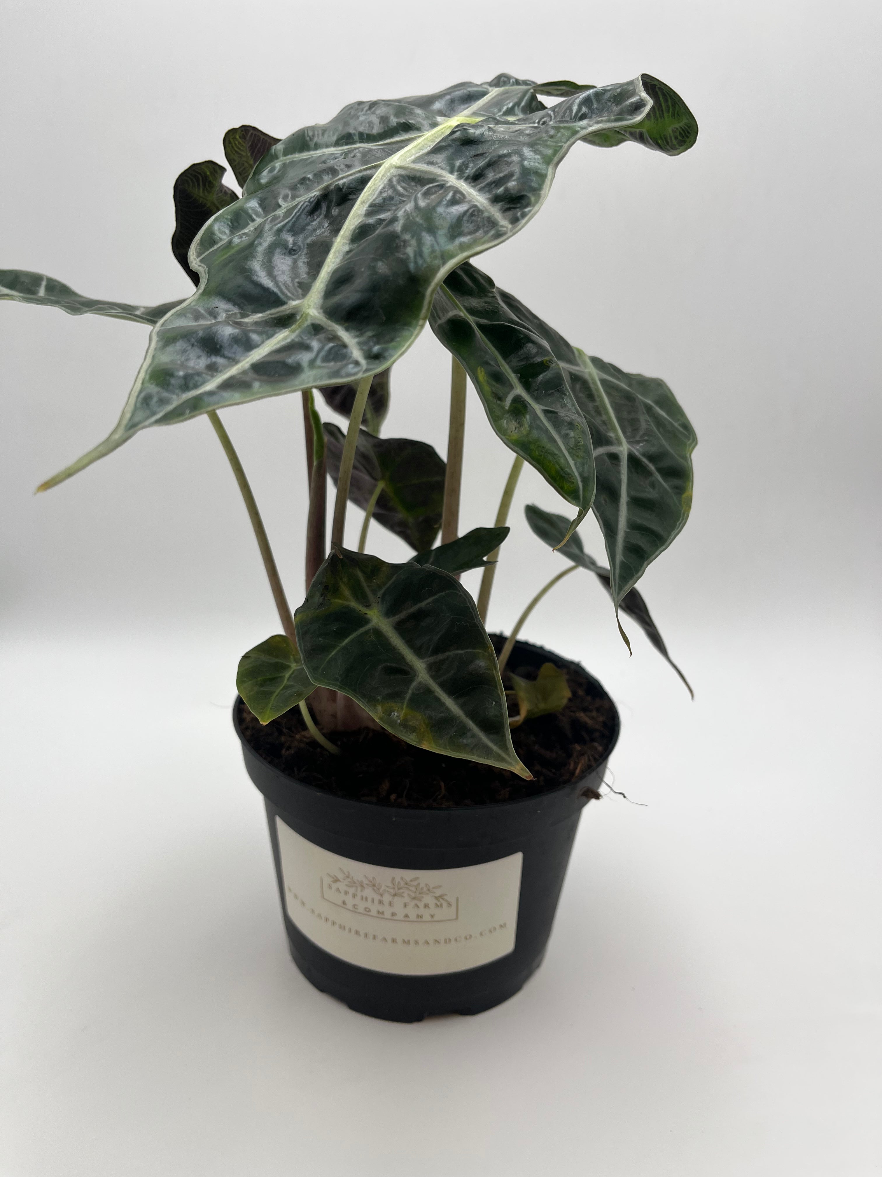 Alocasia Polly
