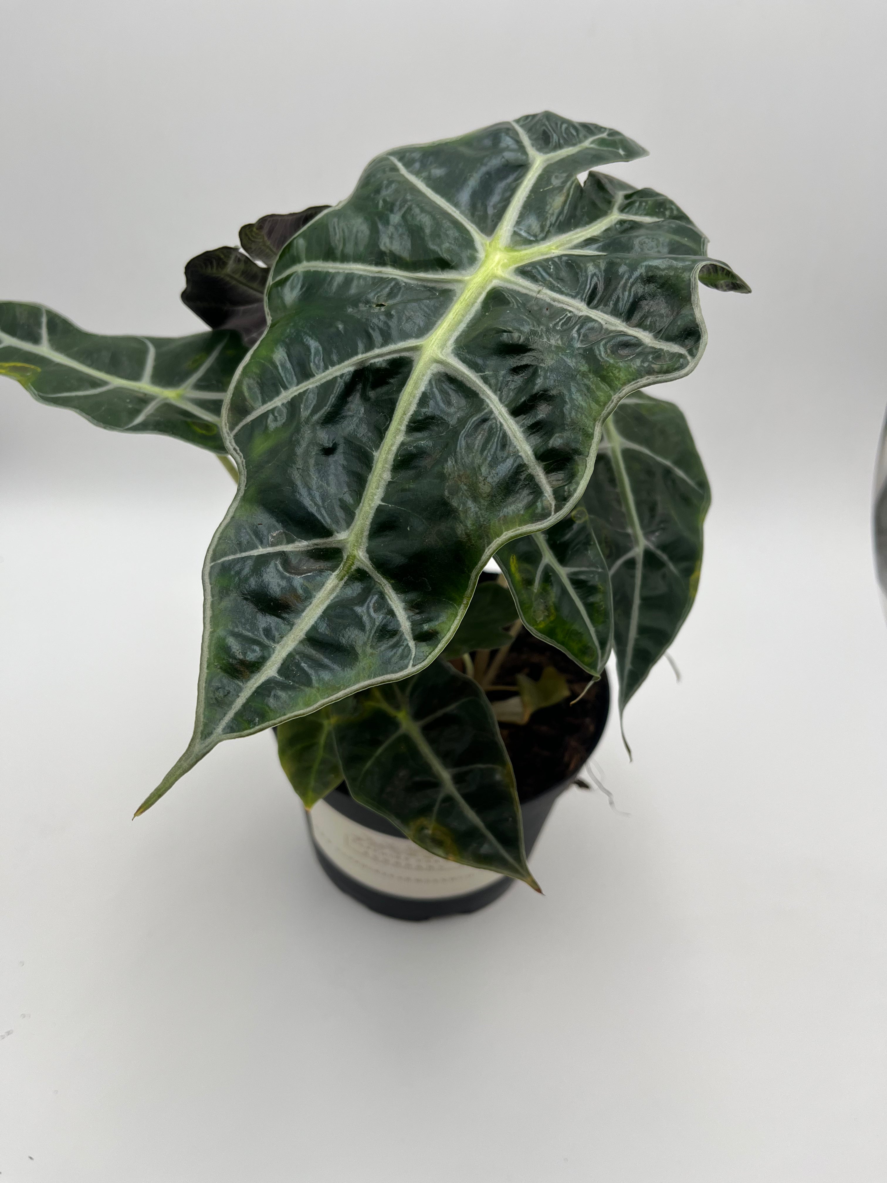 Alocasia Polly