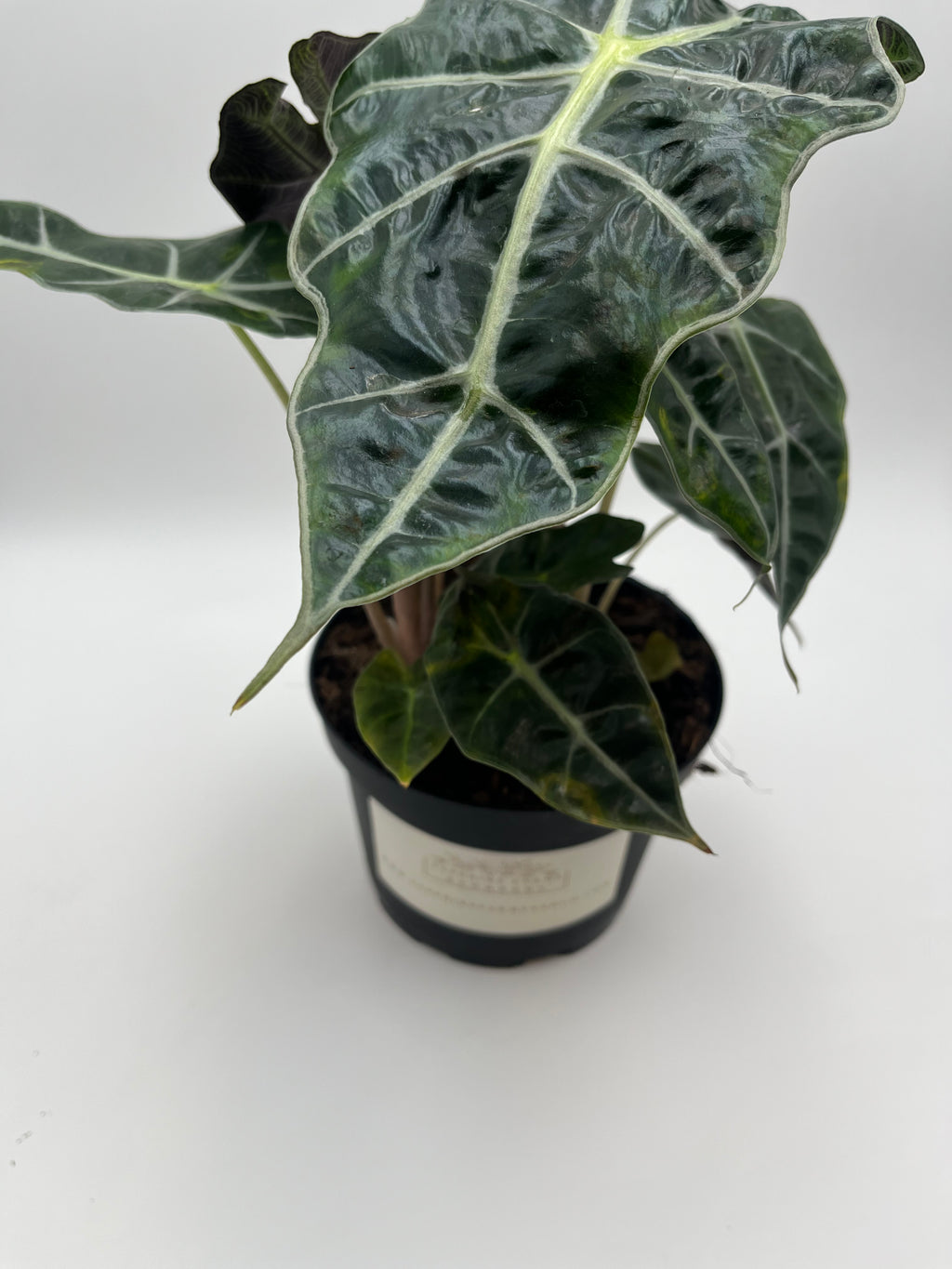 Alocasia Polly
