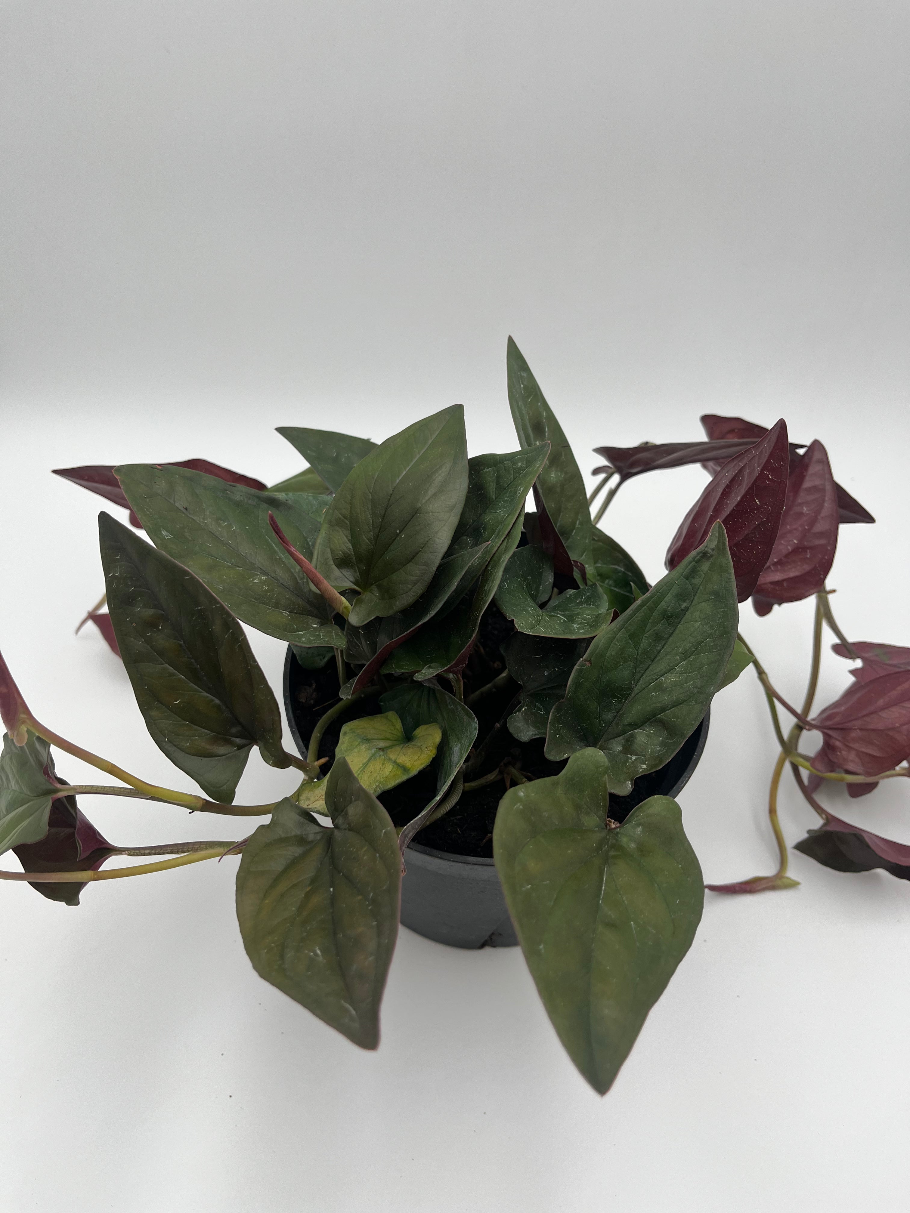 Nephthytis Red Arrow