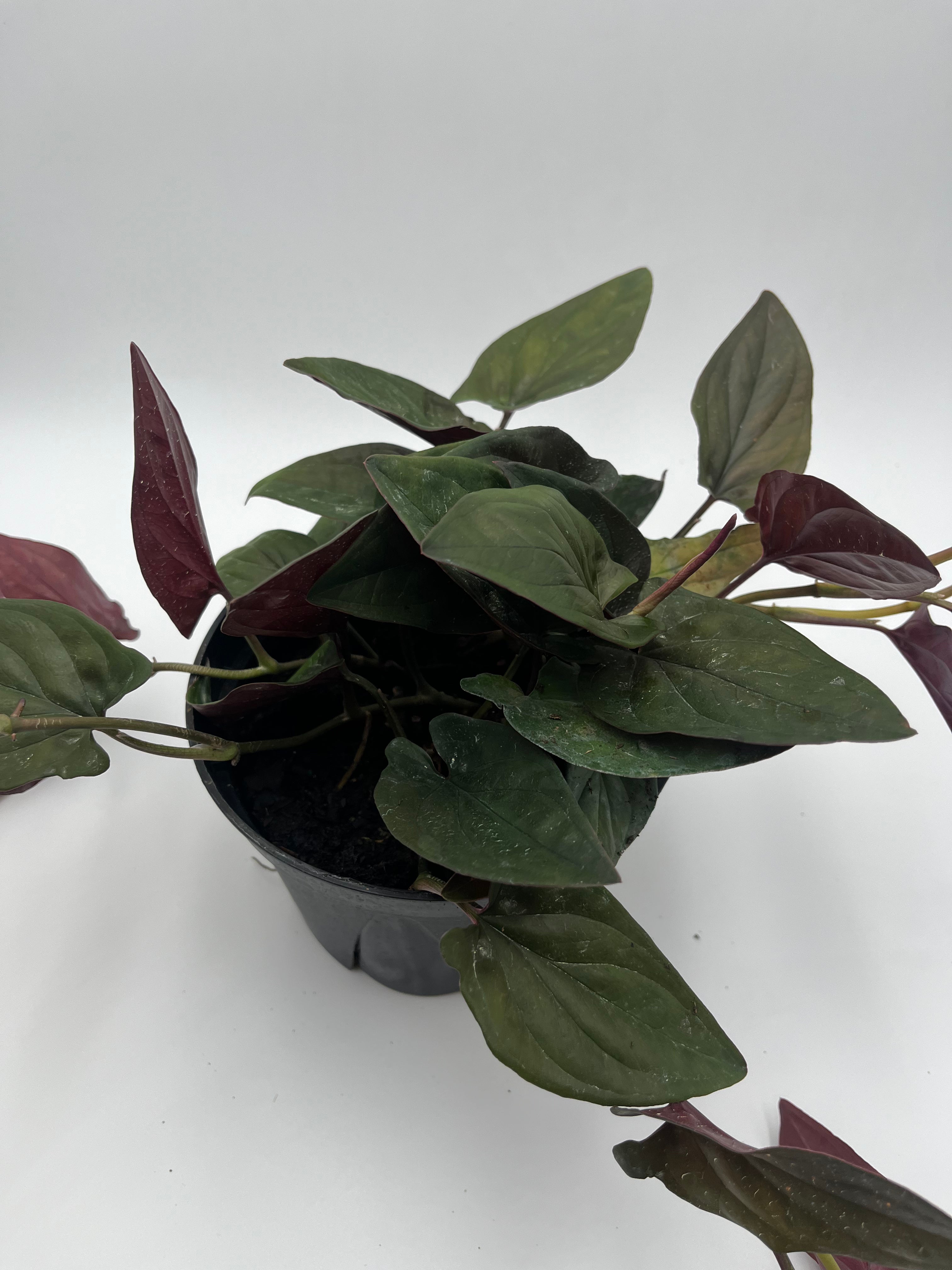 Nephthytis Red Arrow