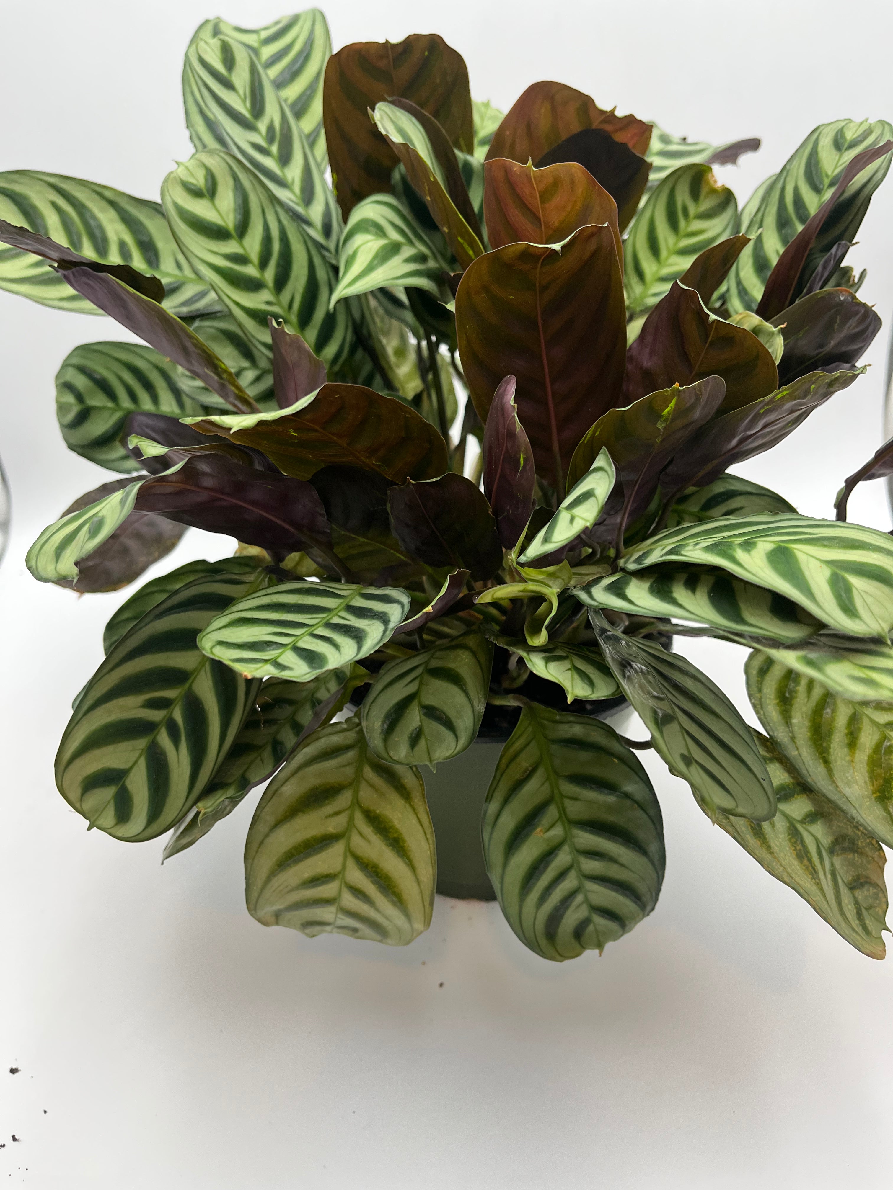 Burle Marx Calathea