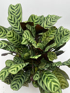 Burle Marx Calathea