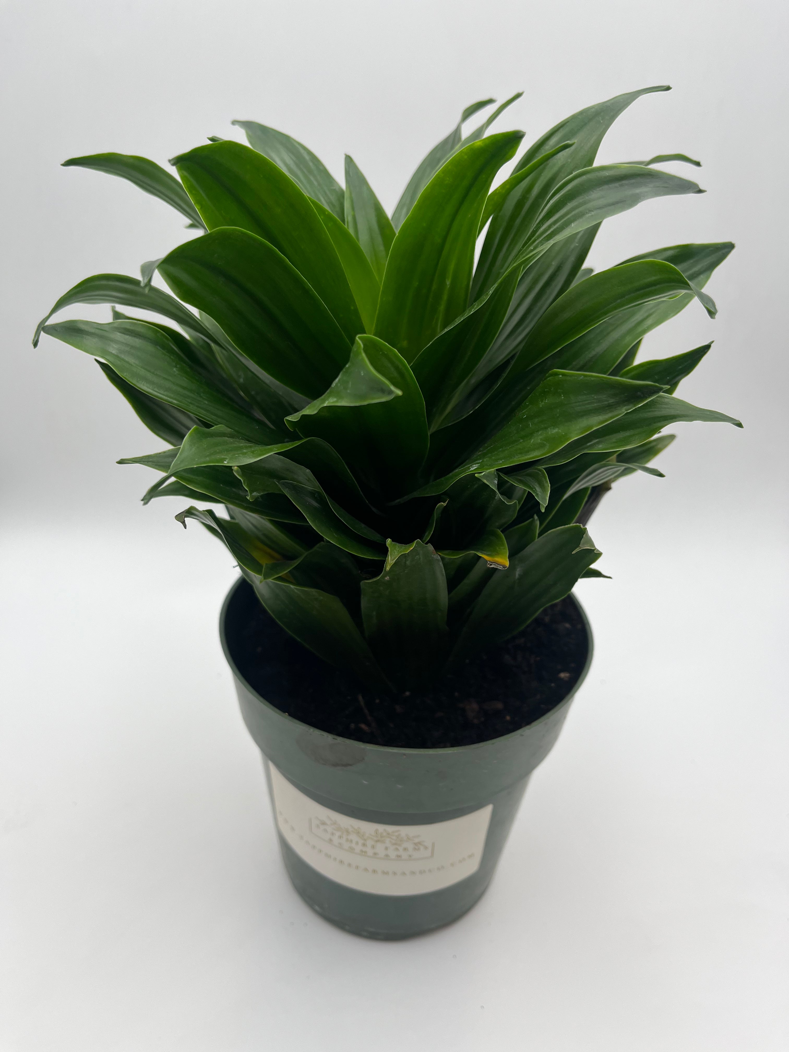 Dracaena