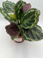 Medallion Calathea