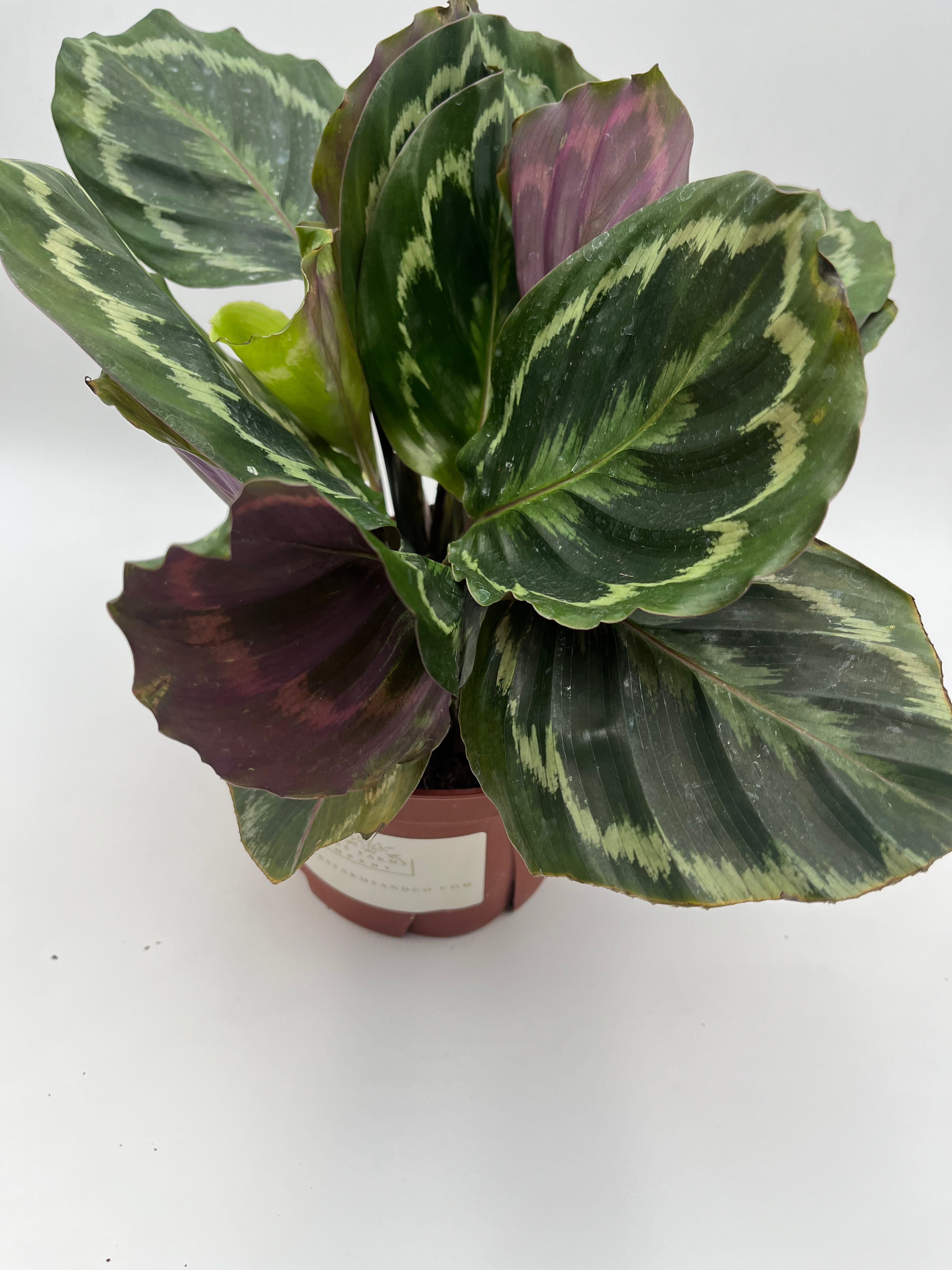 Medallion Calathea