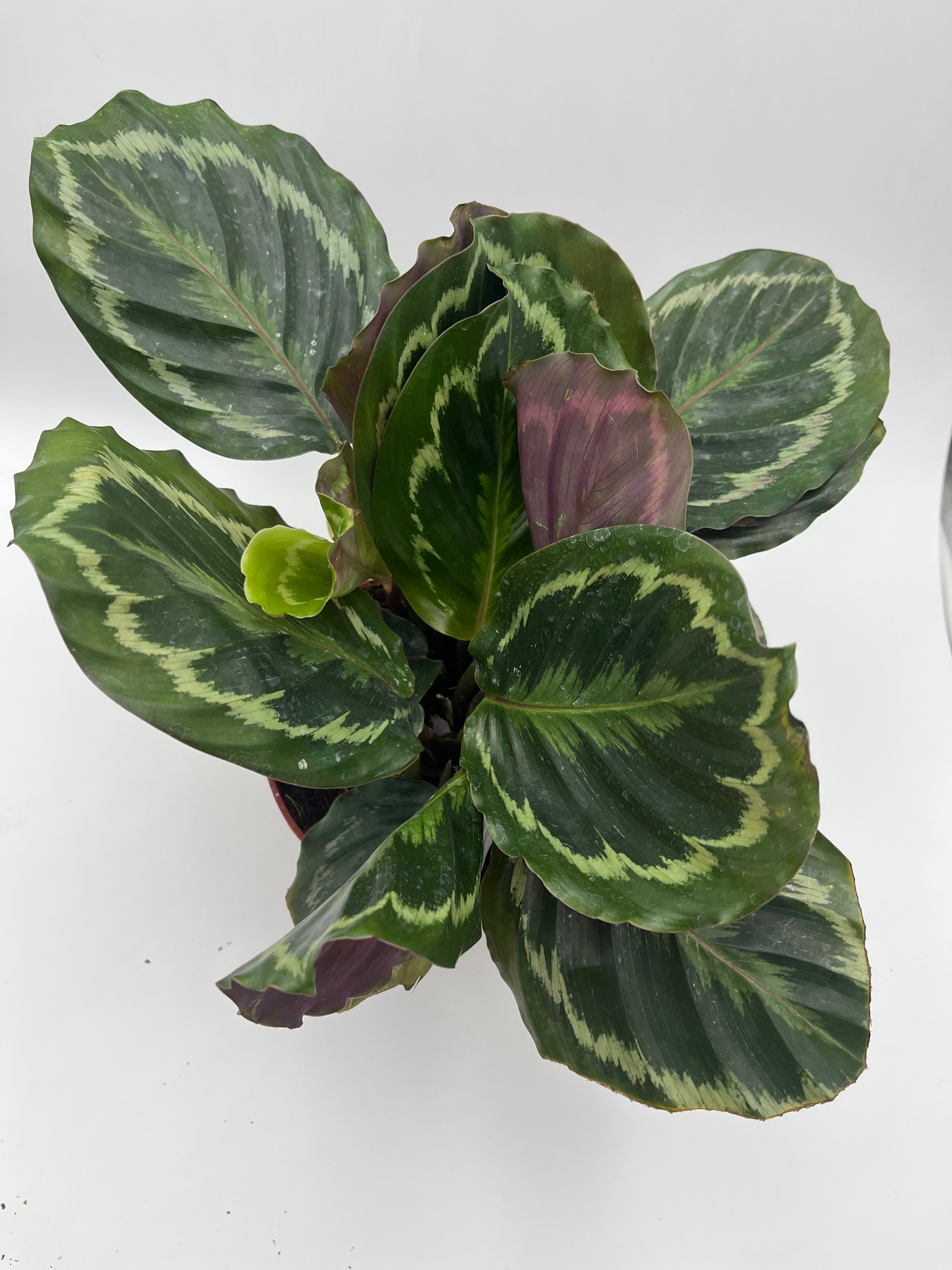 Medallion Calathea