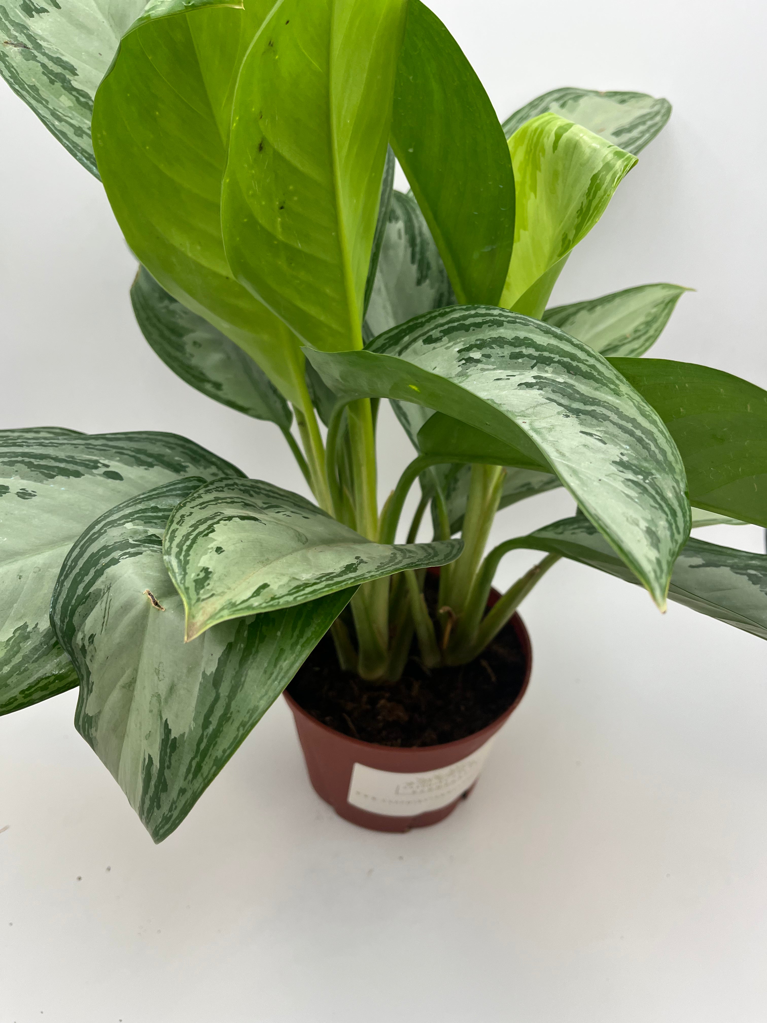Chinese Evergreen