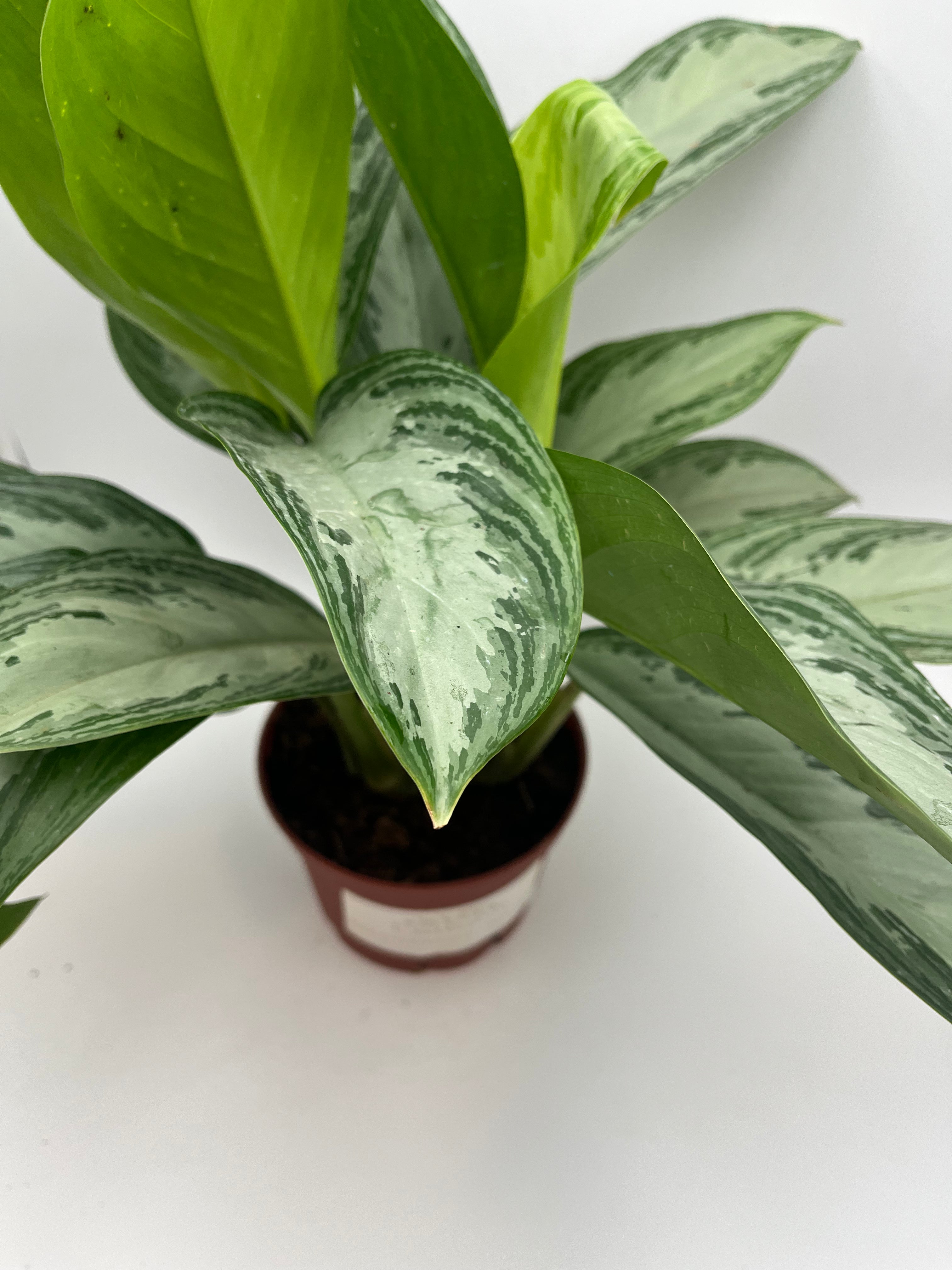 Chinese Evergreen