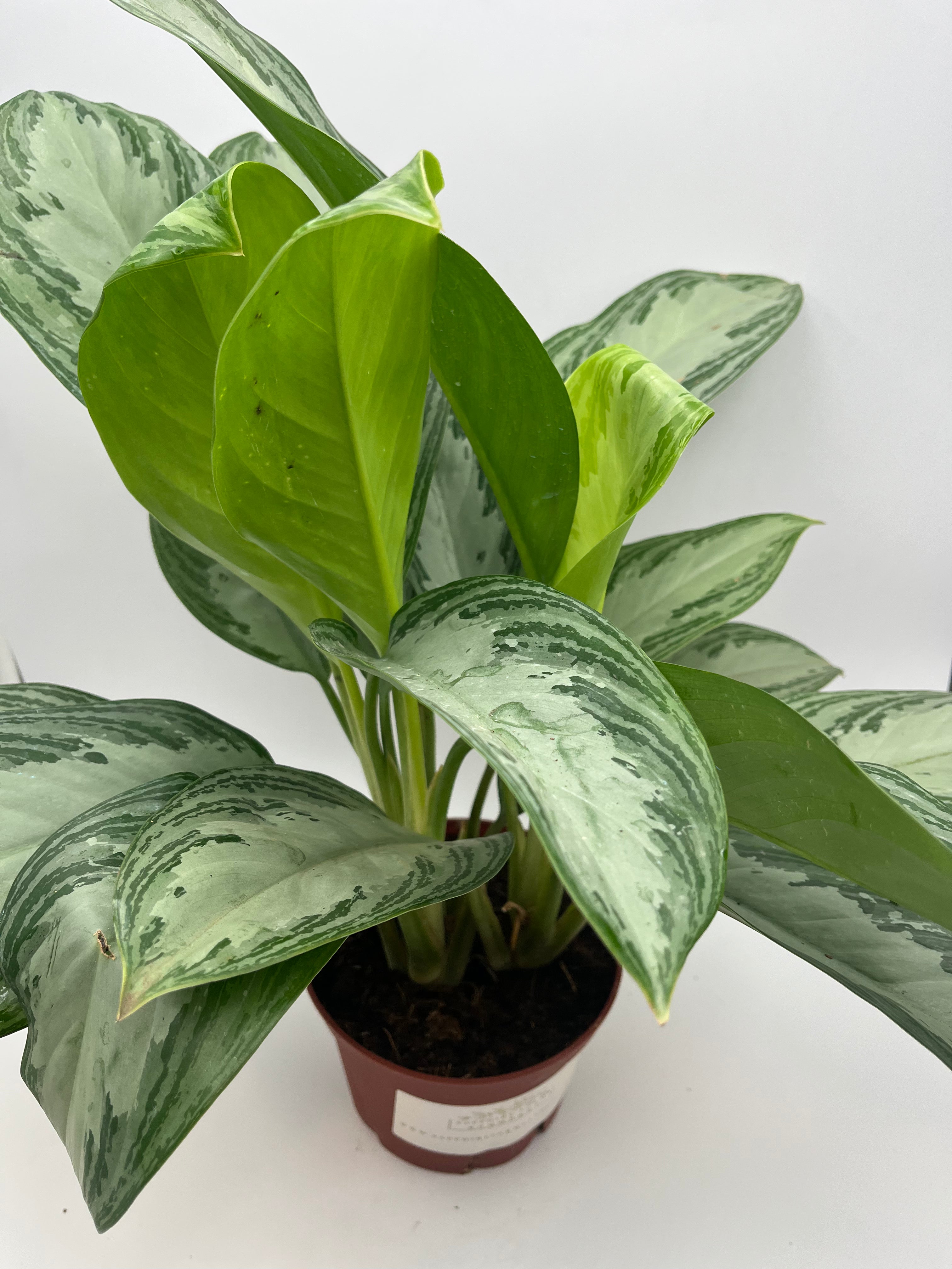 Chinese Evergreen