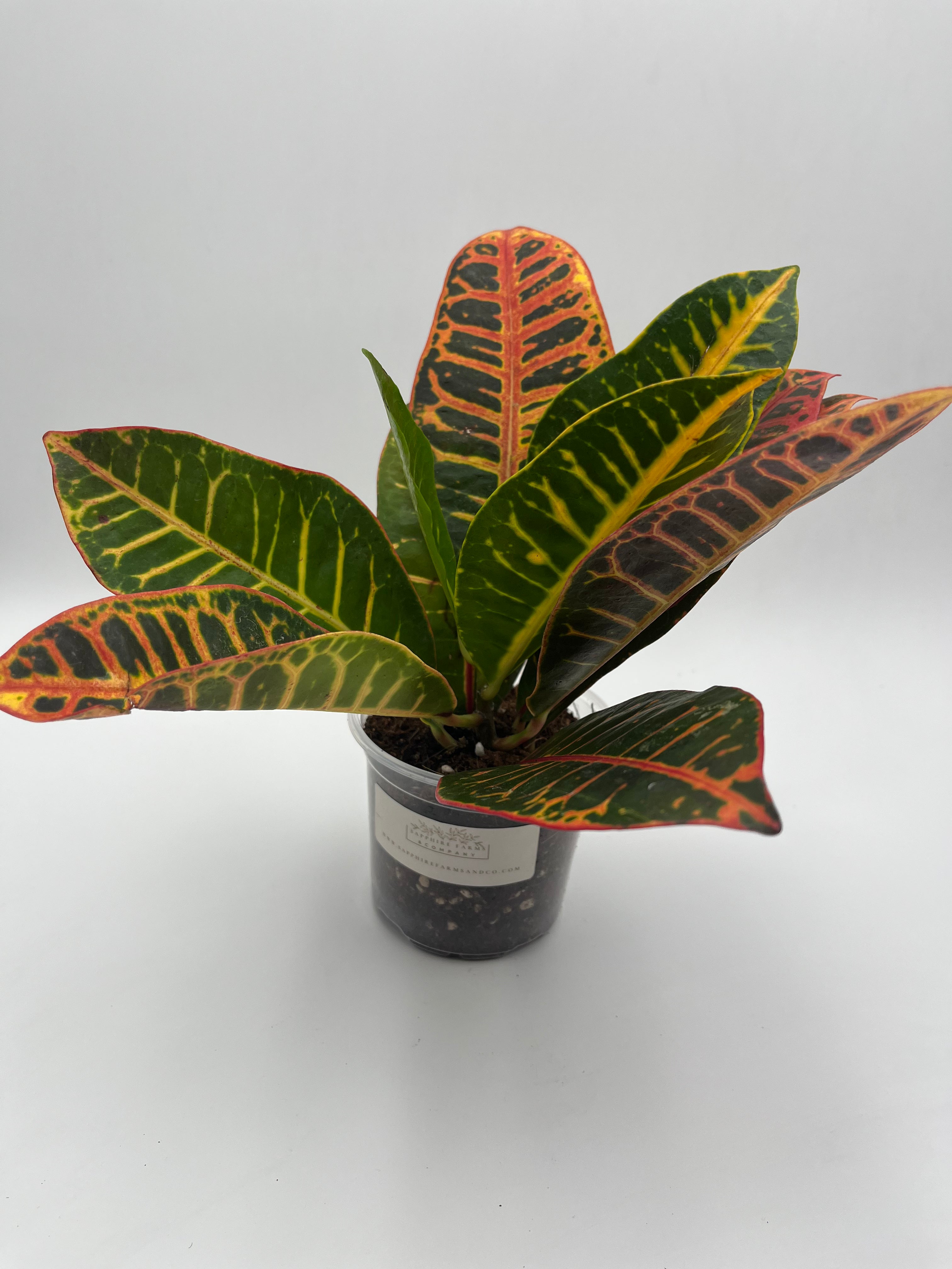 Croton