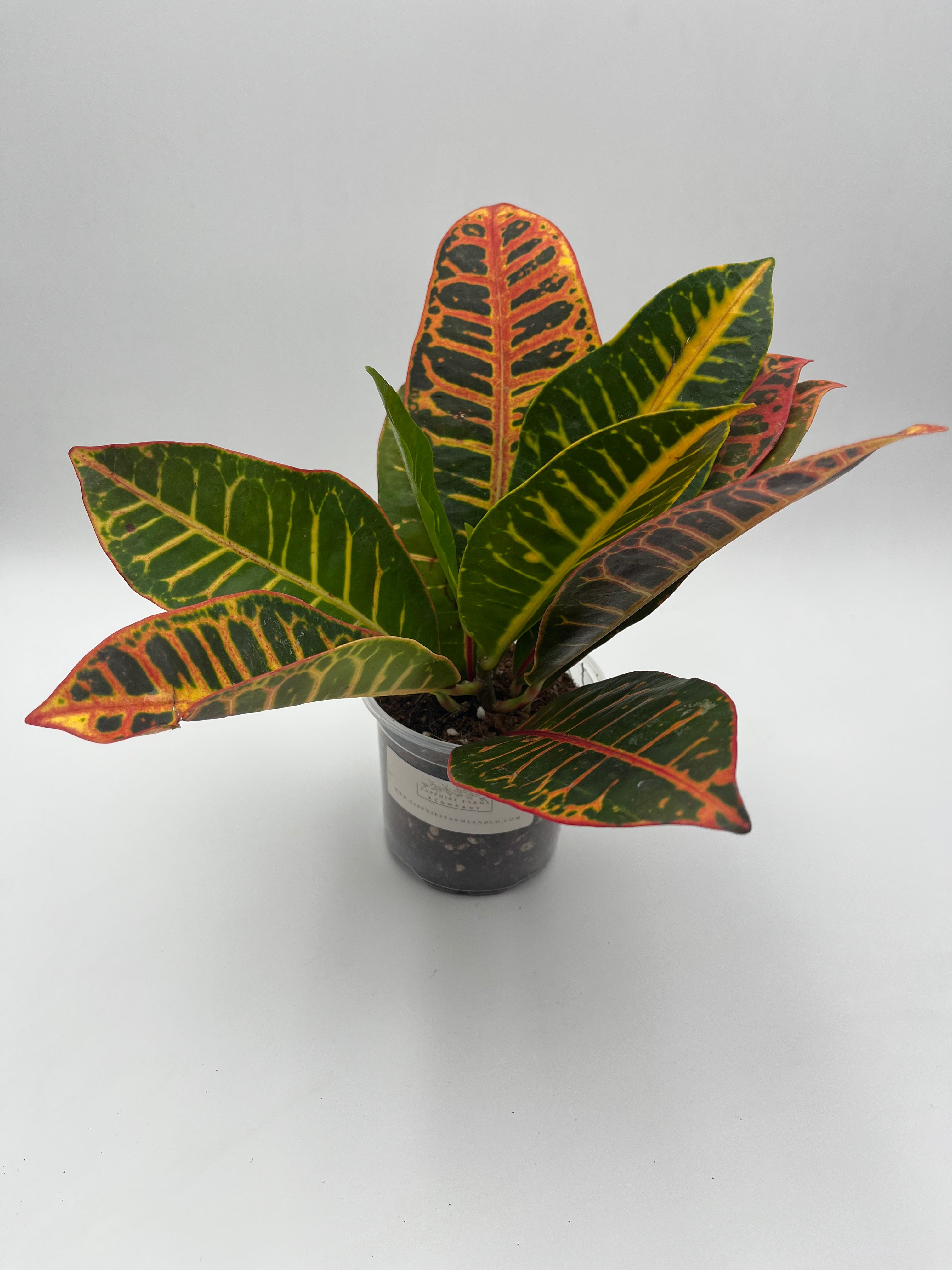Croton