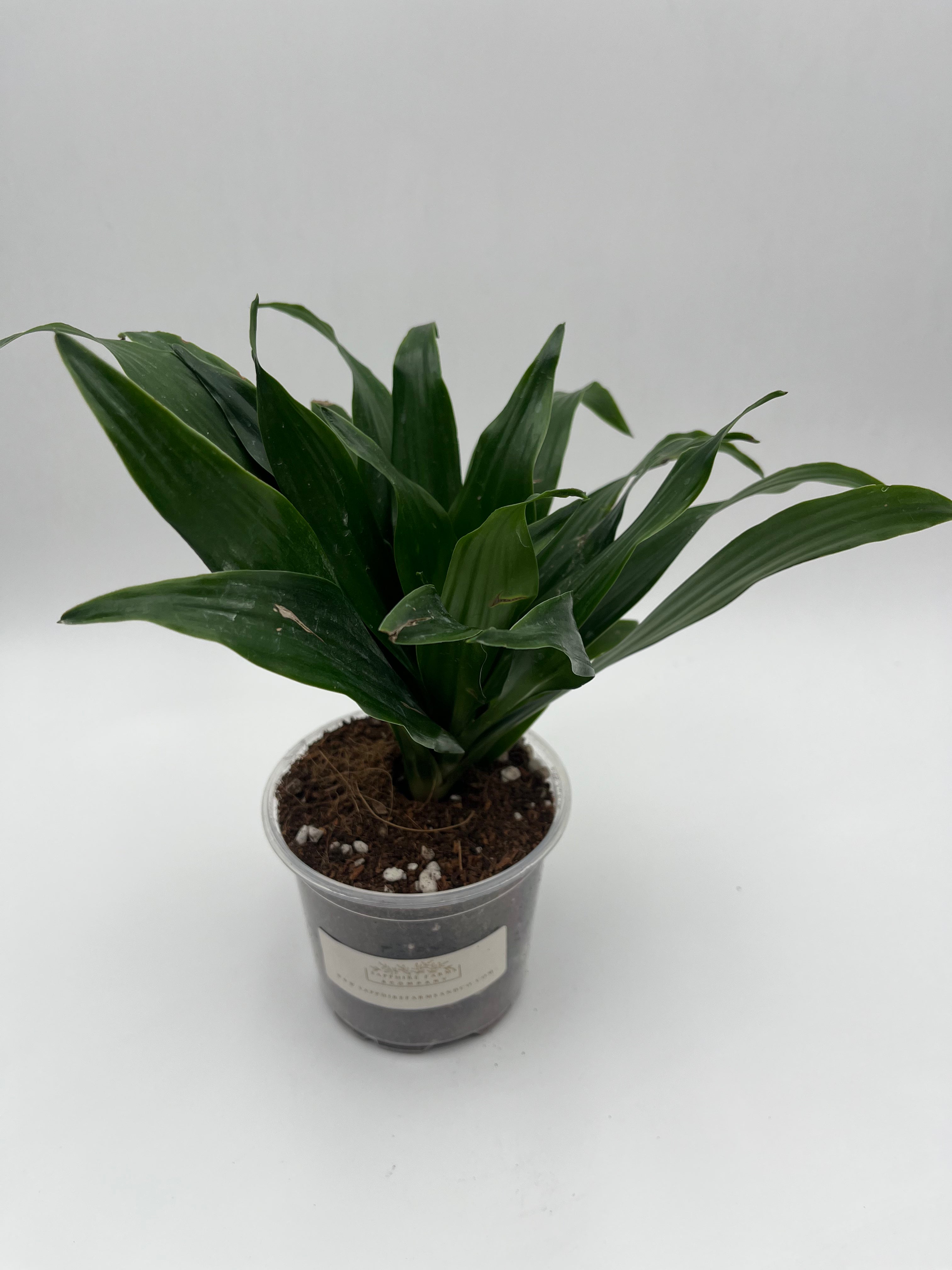 Dracaena