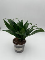 Dracaena