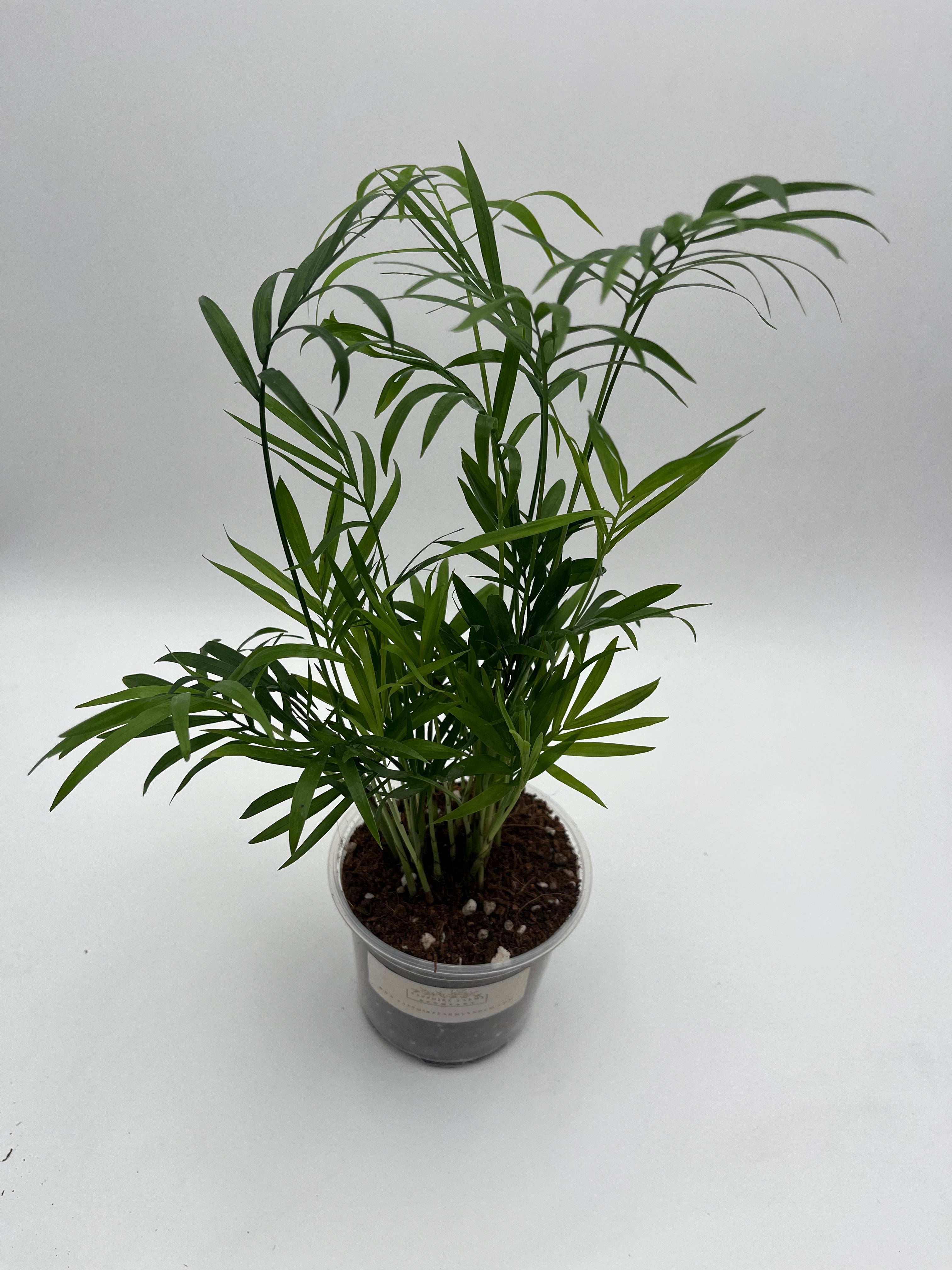 Neanthe Bella Palm