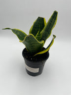 Snake Plant