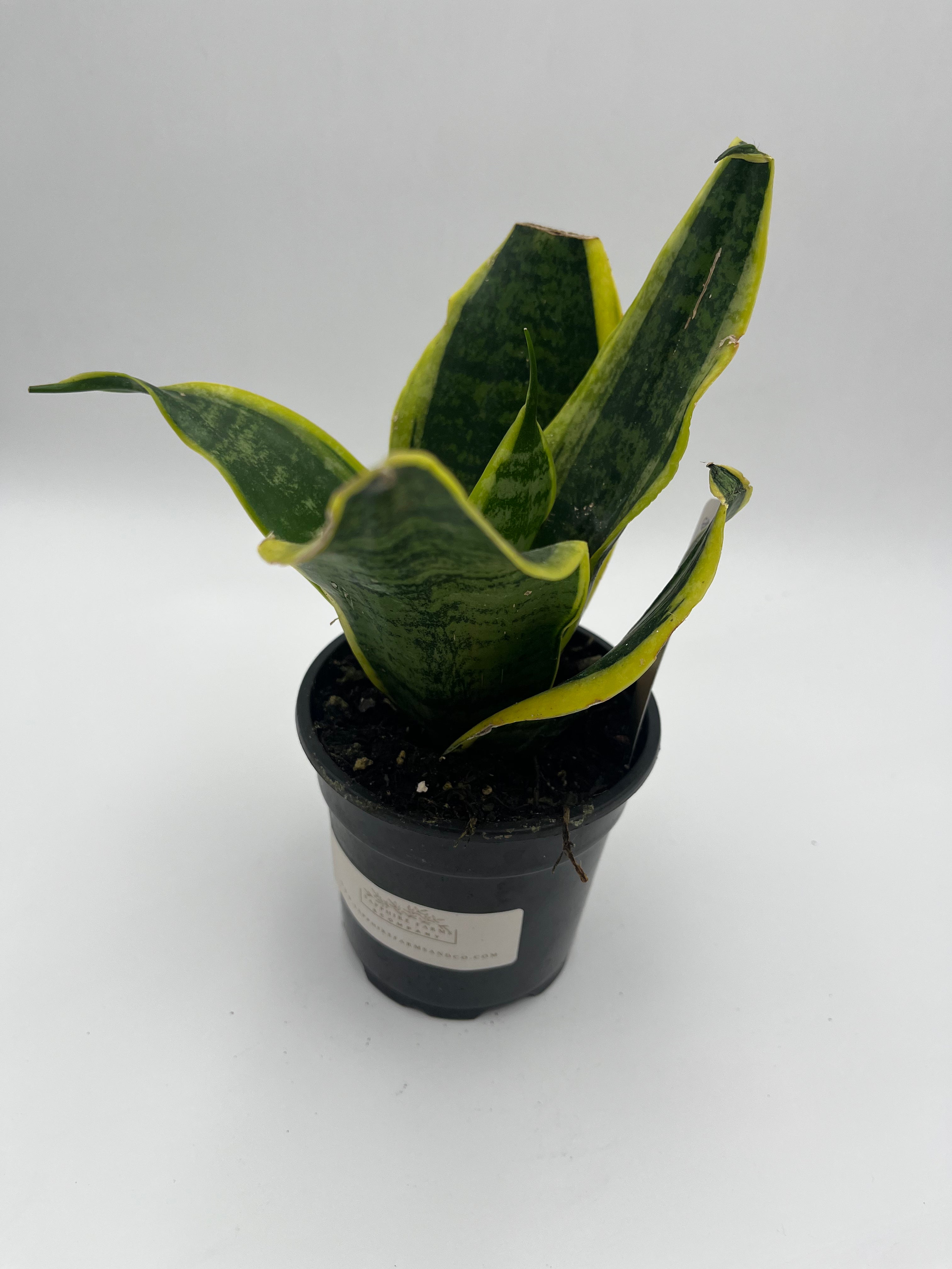 Snake Plant