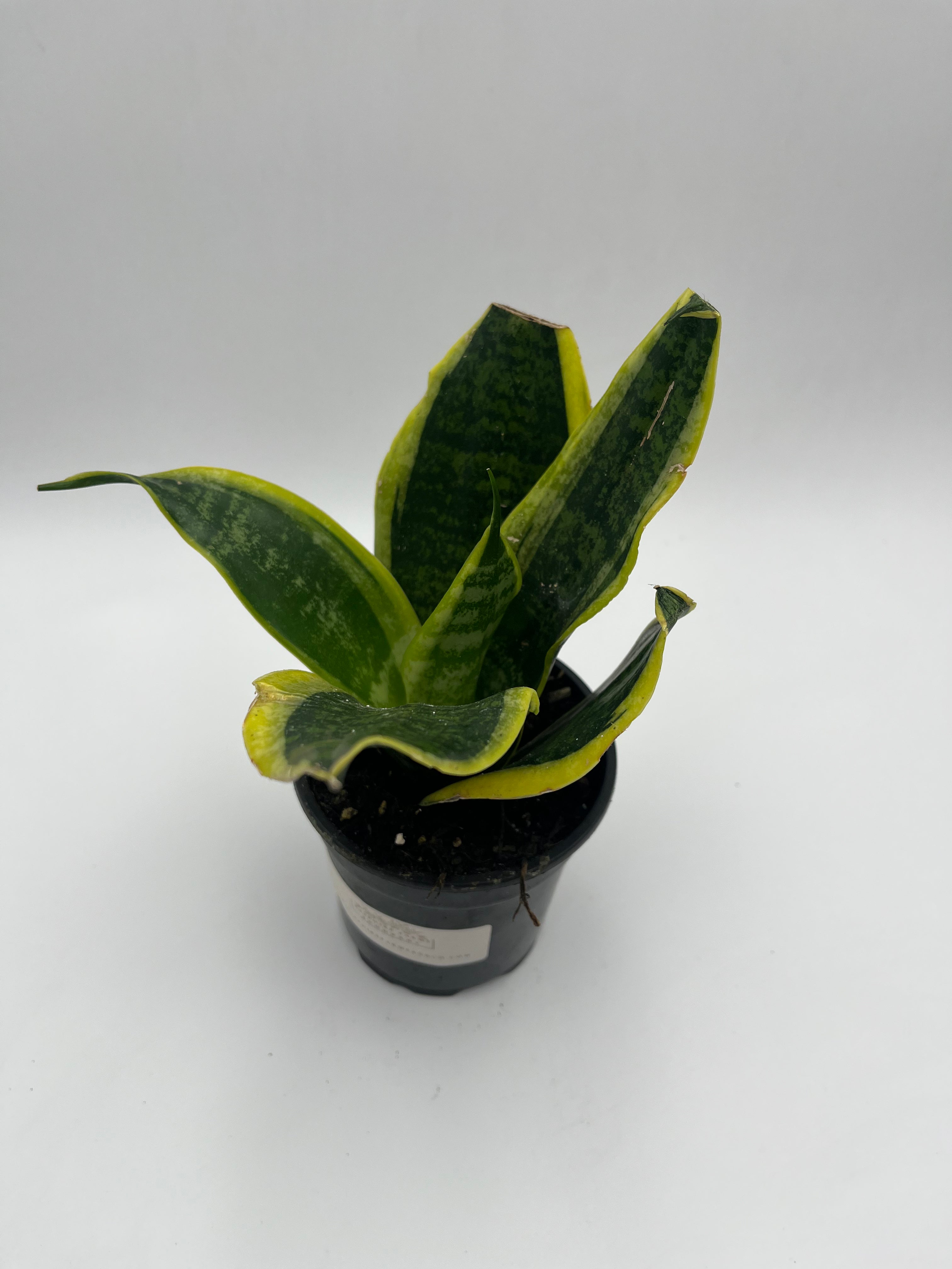 Snake Plant