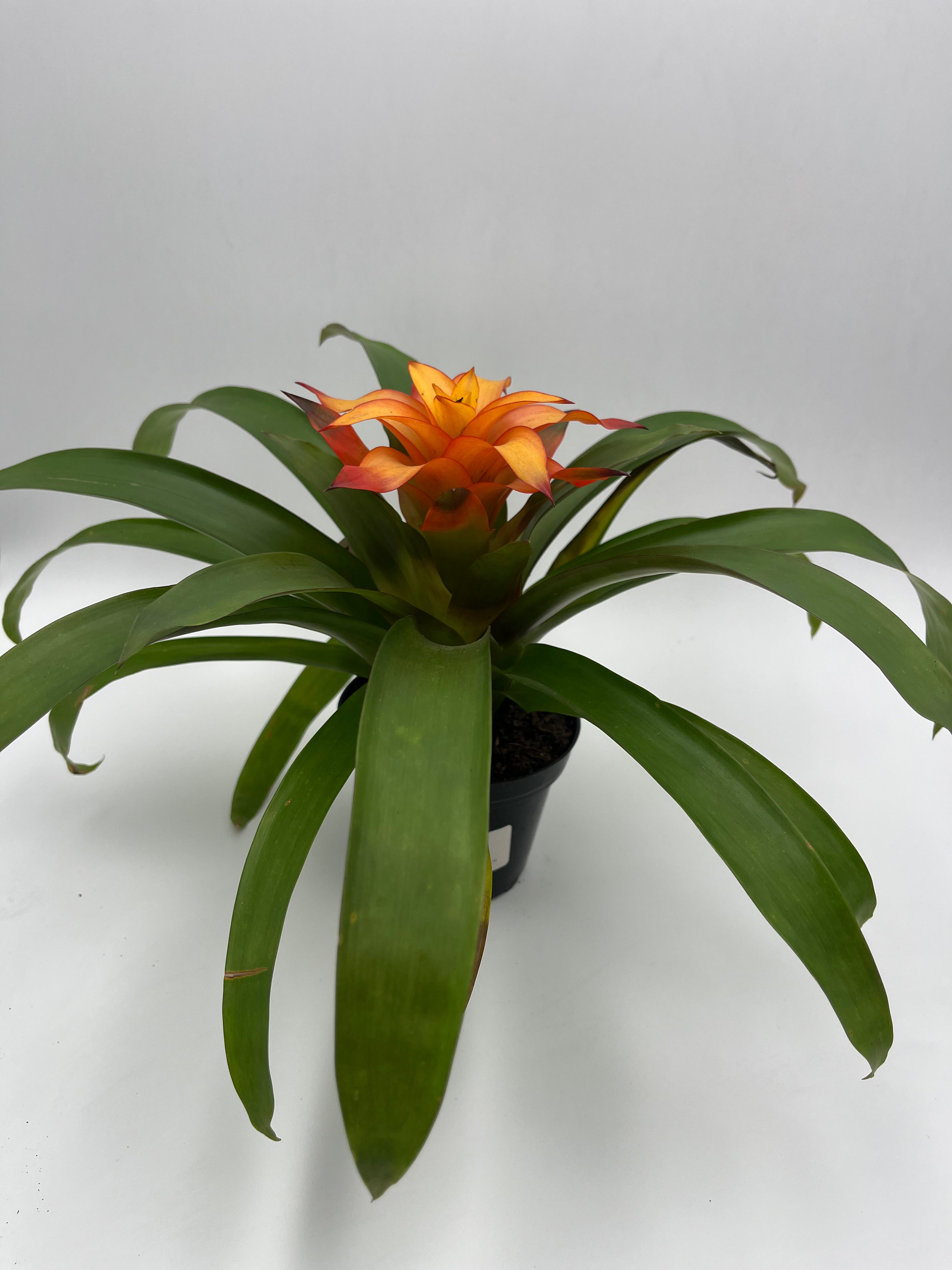 Bromeliad Guzmania