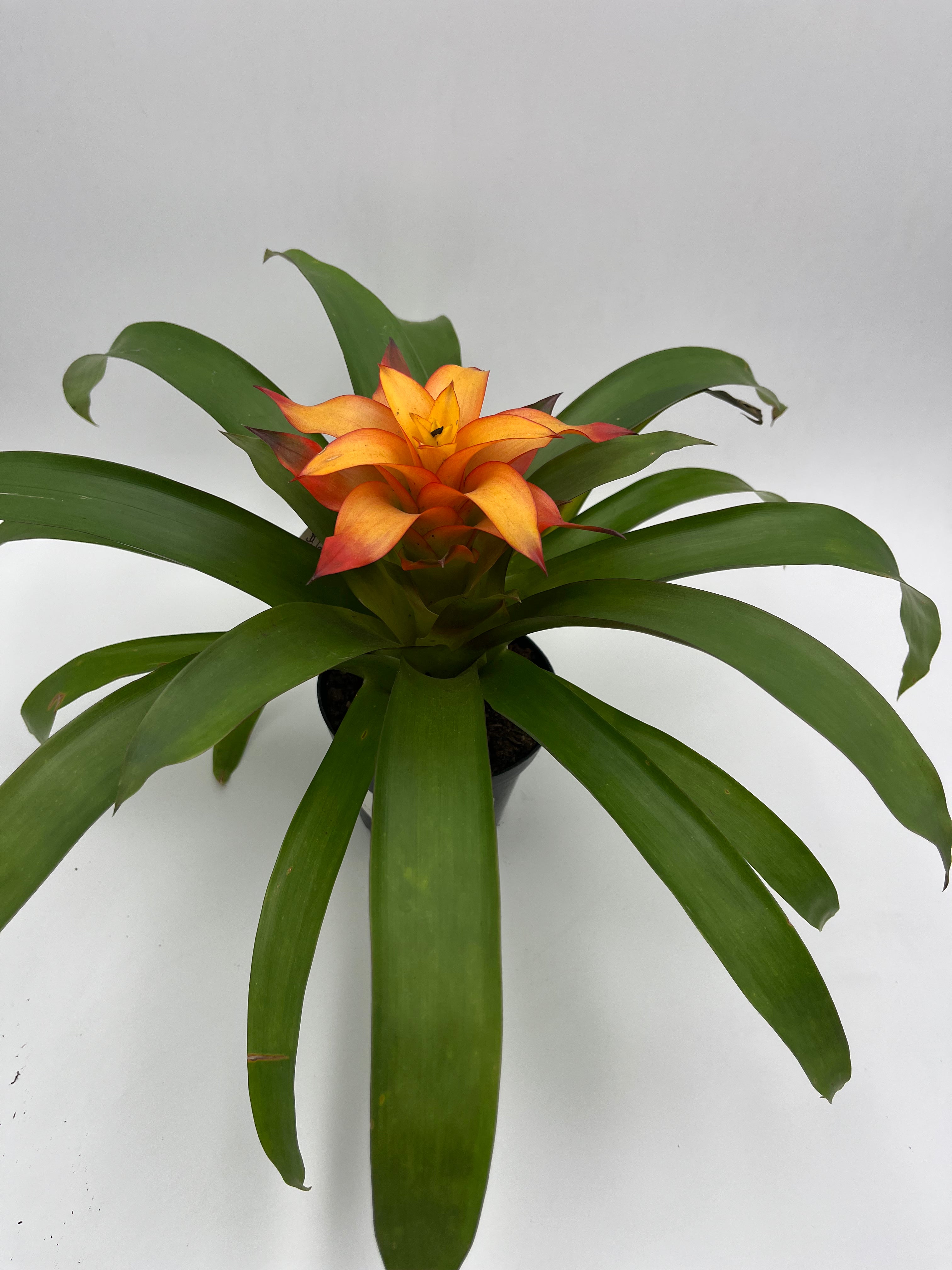 Bromeliad Guzmania