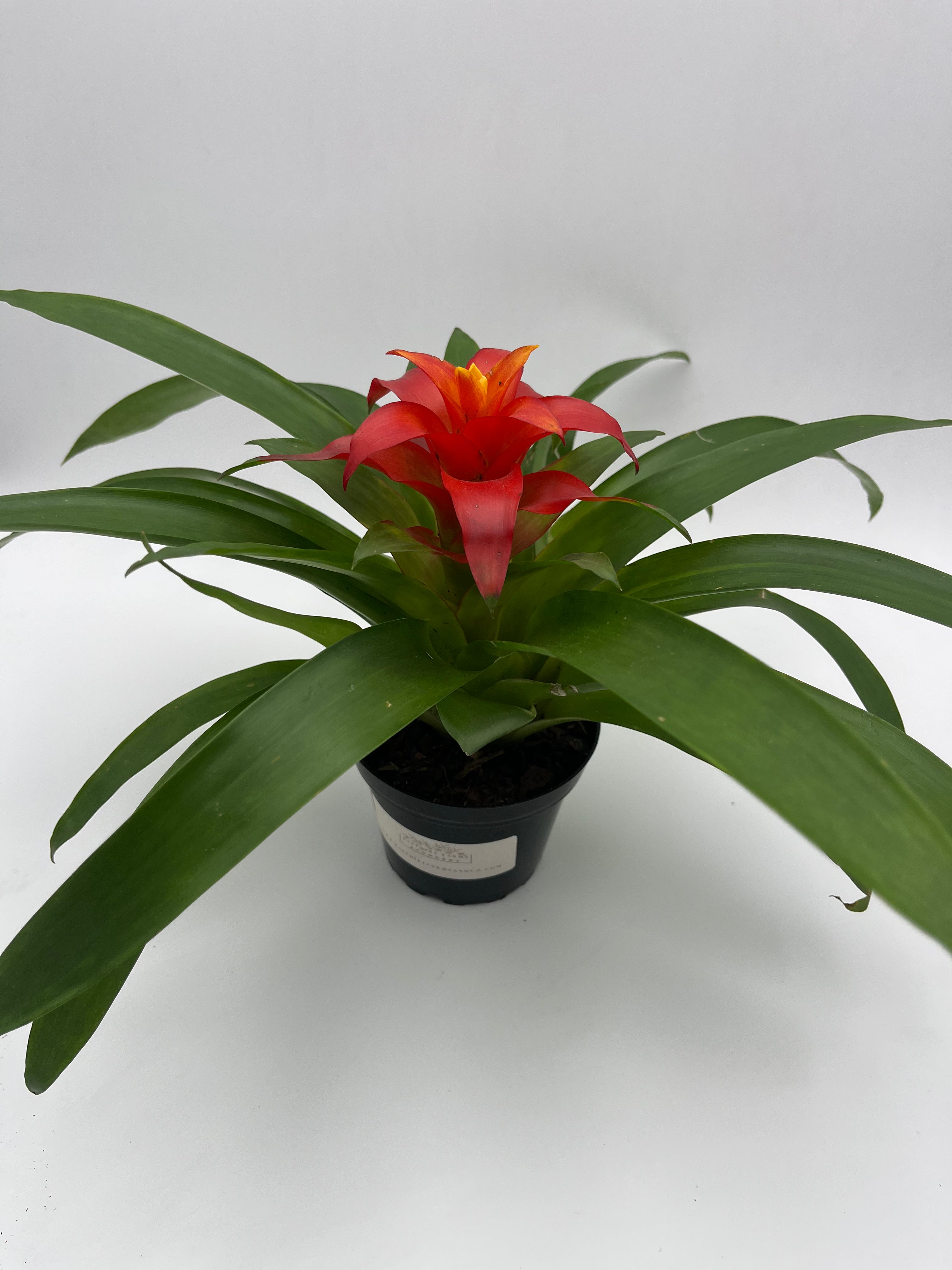Bromeliad Guzmania