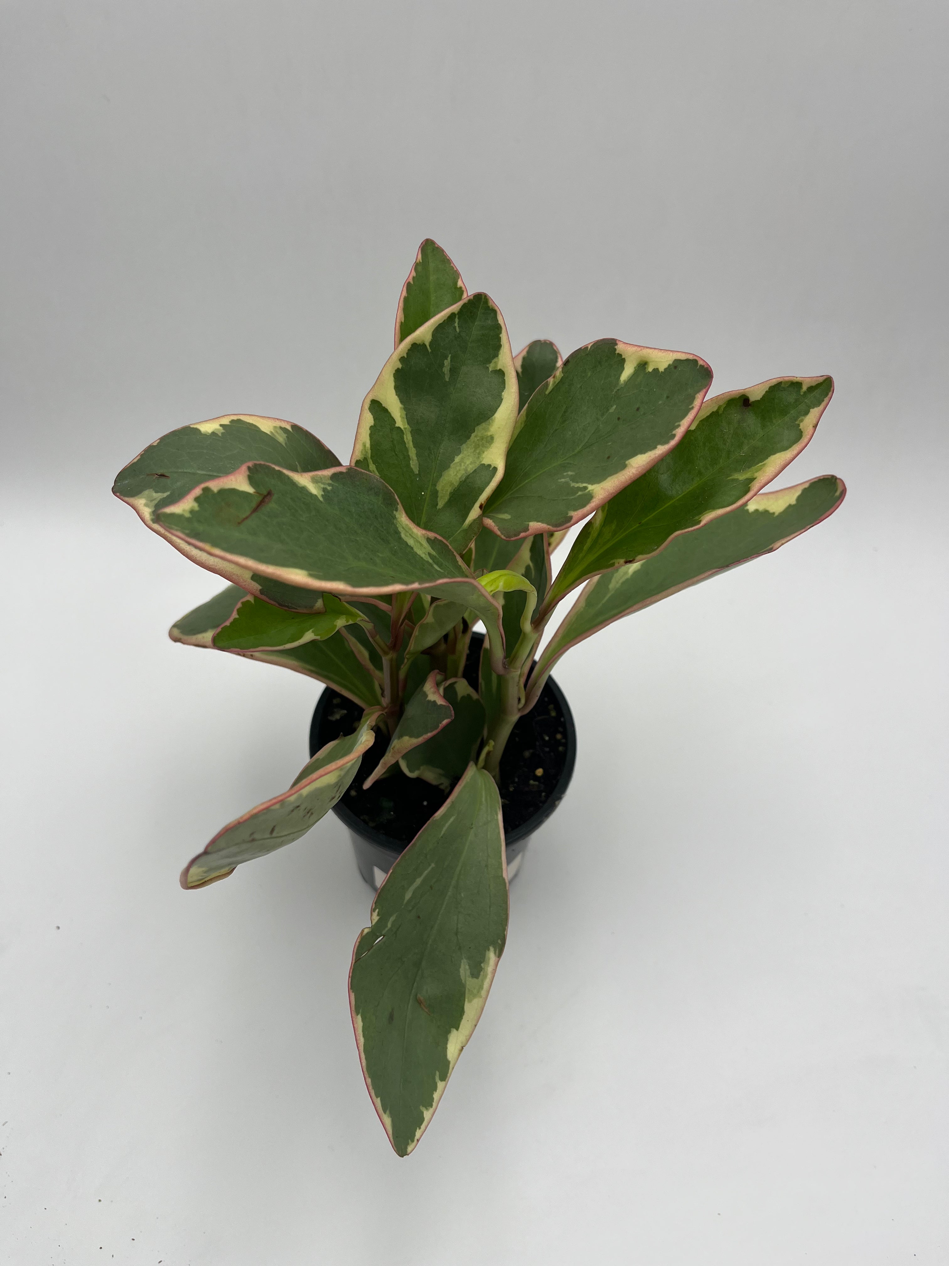 Peperomia Ginny