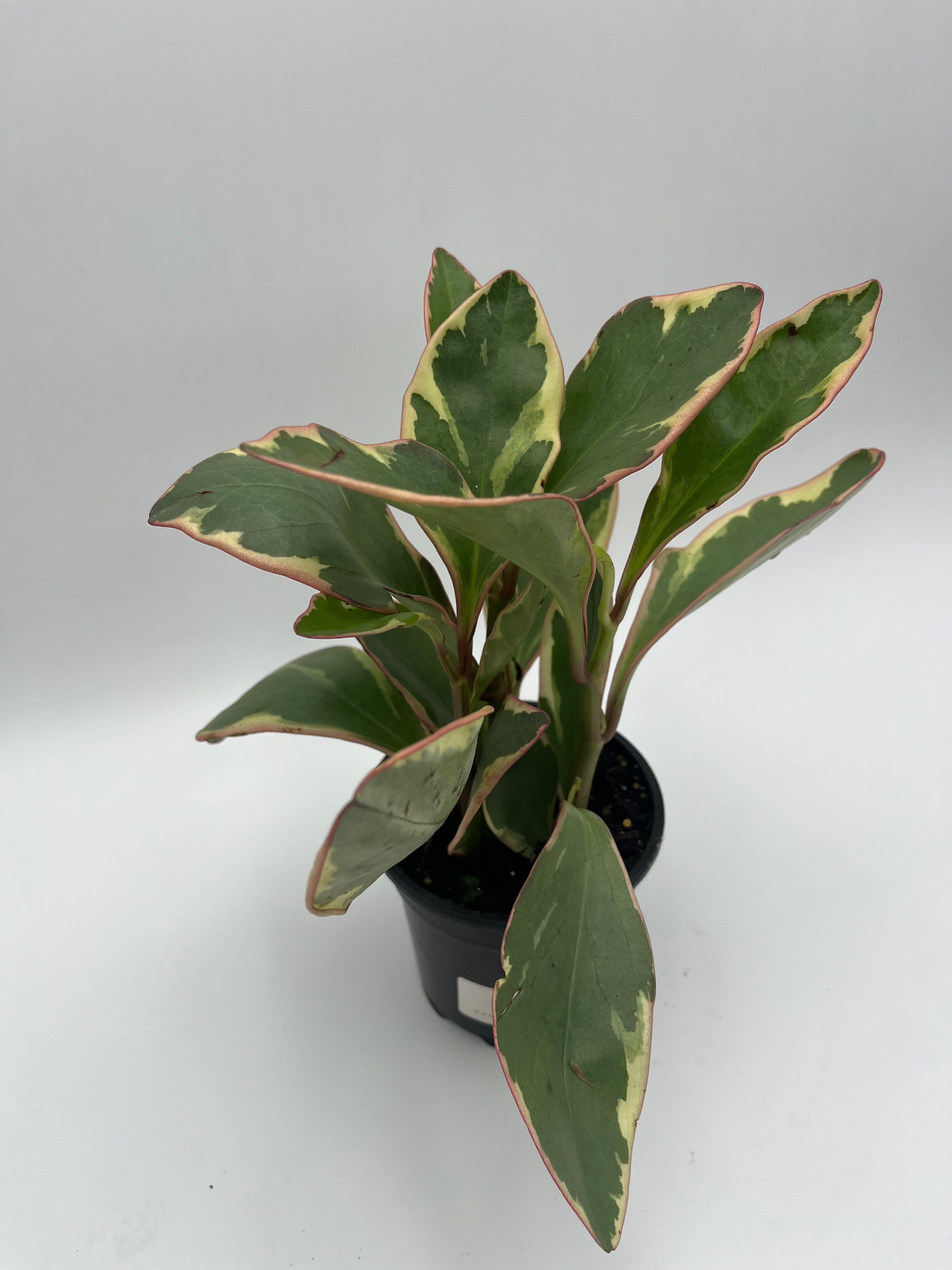 Peperomia Ginny