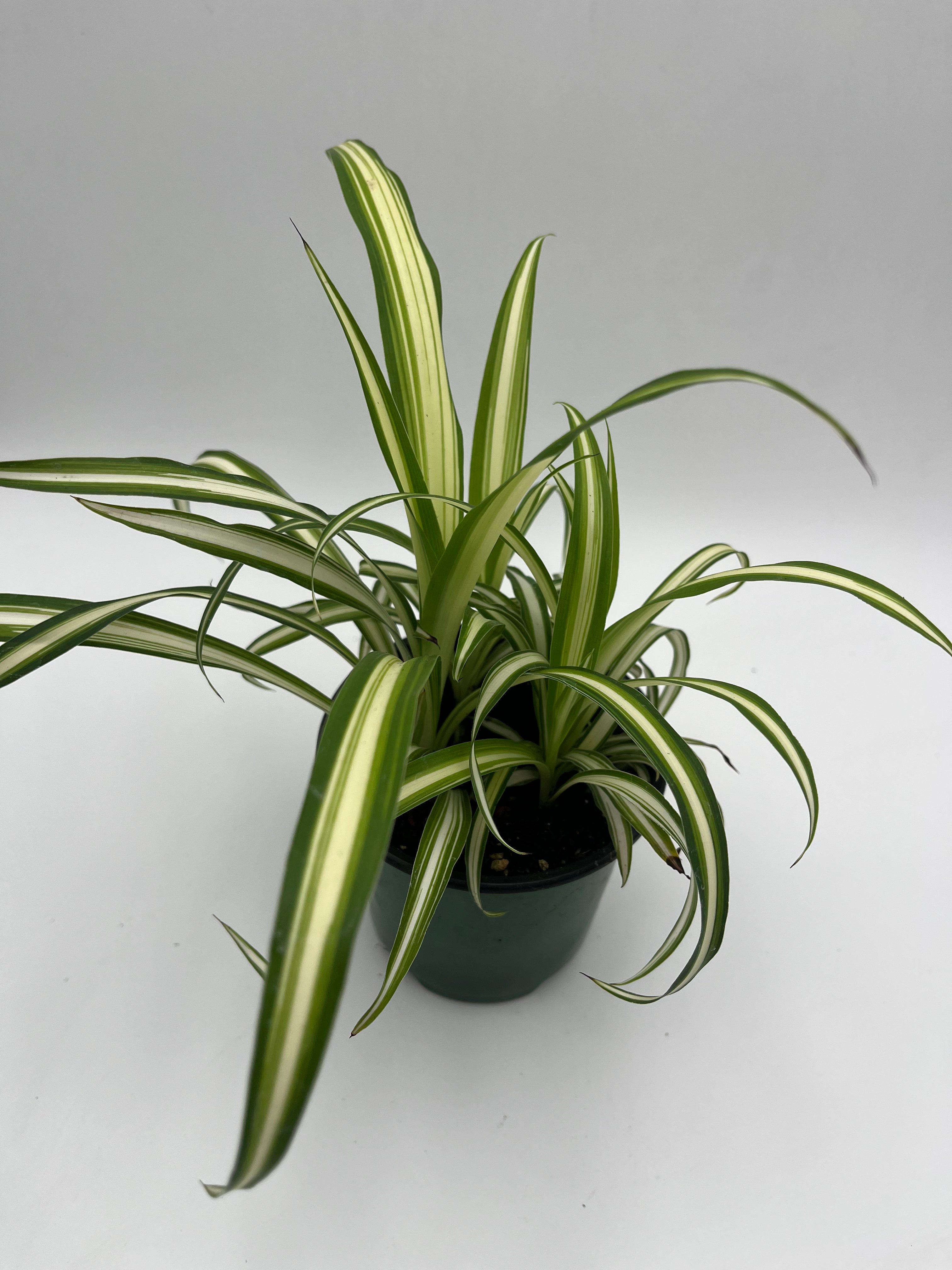 Spider Plant