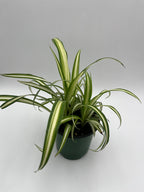 Spider Plant