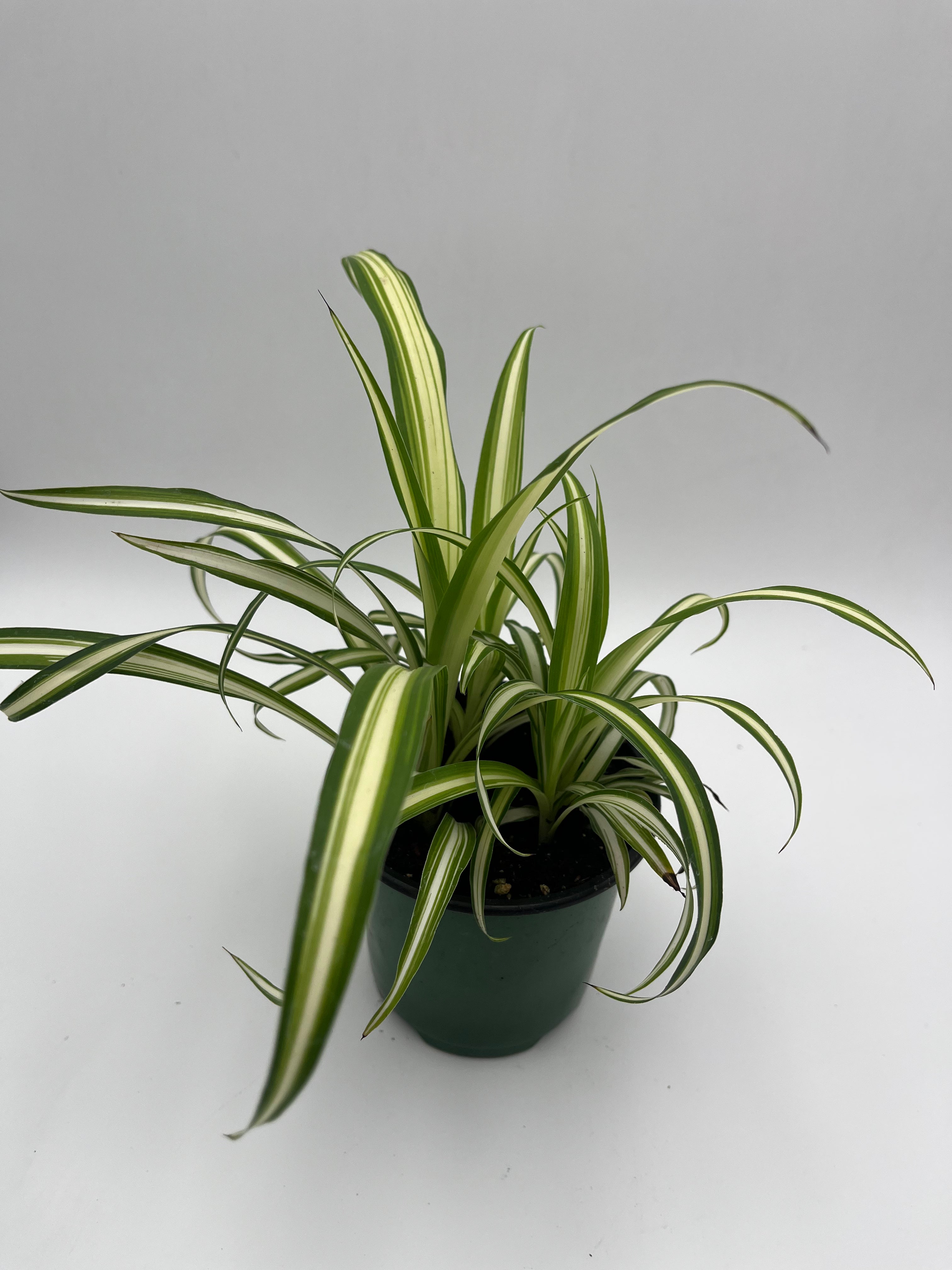 Spider Plant